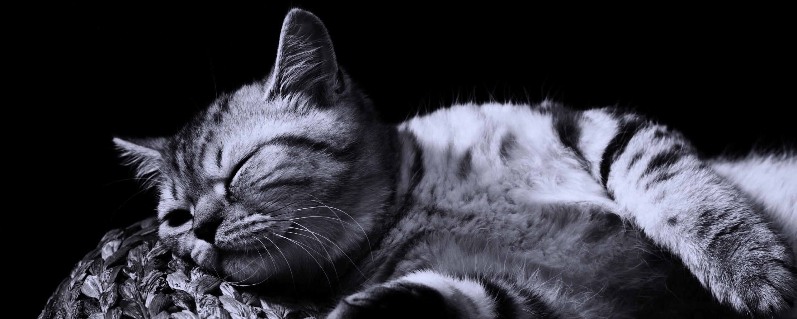 Пушистый кот спит на корзине обои