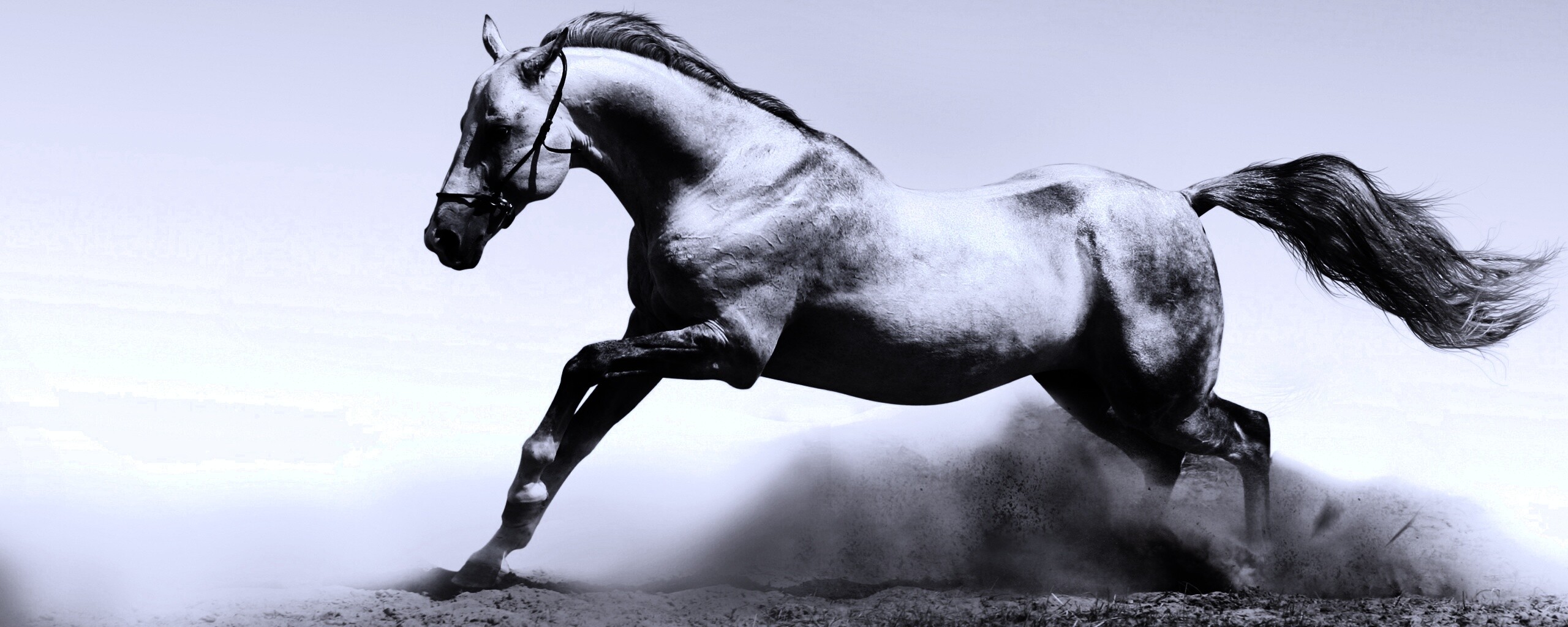 Скакун обои