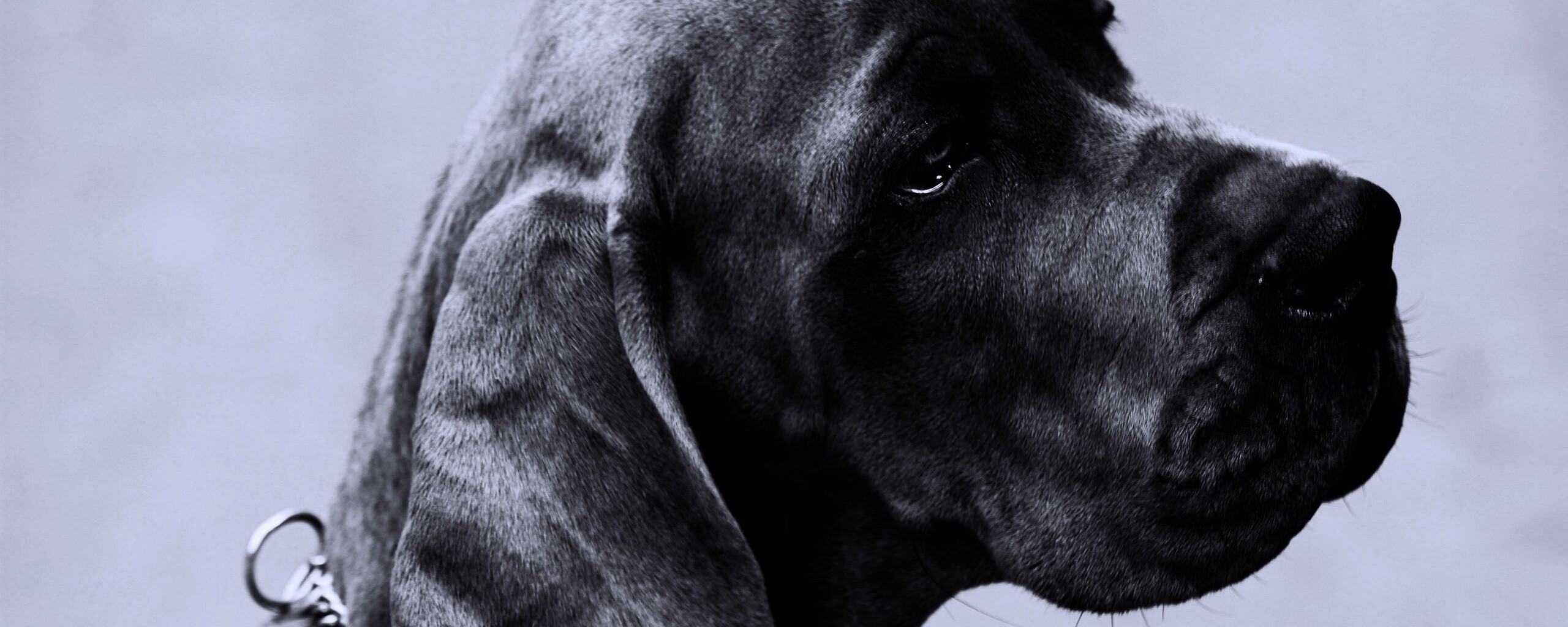 Грустная собака обои