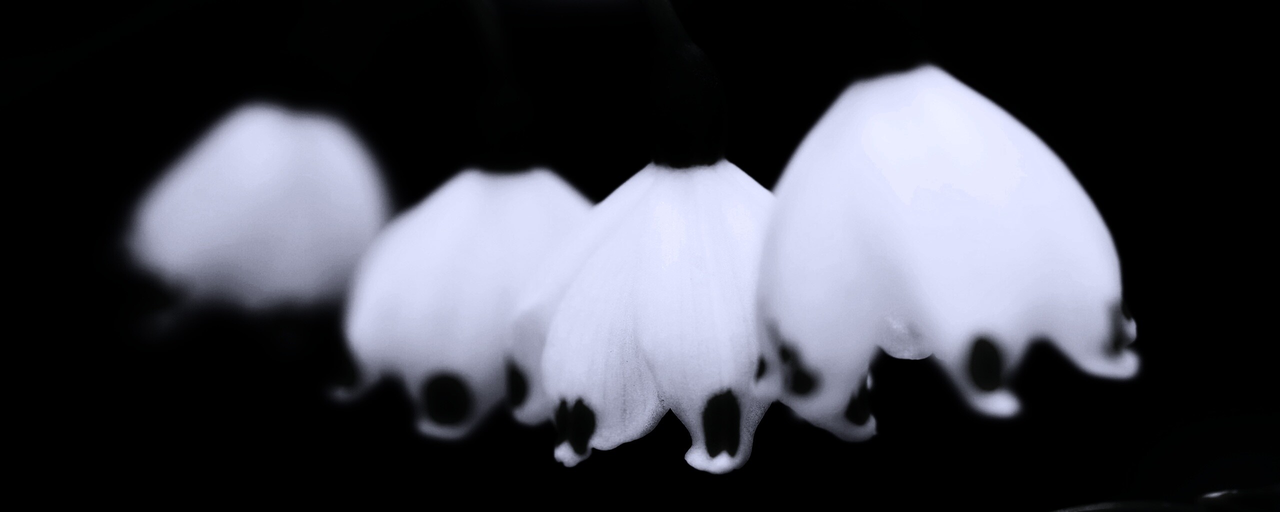 Белые ландыши обои