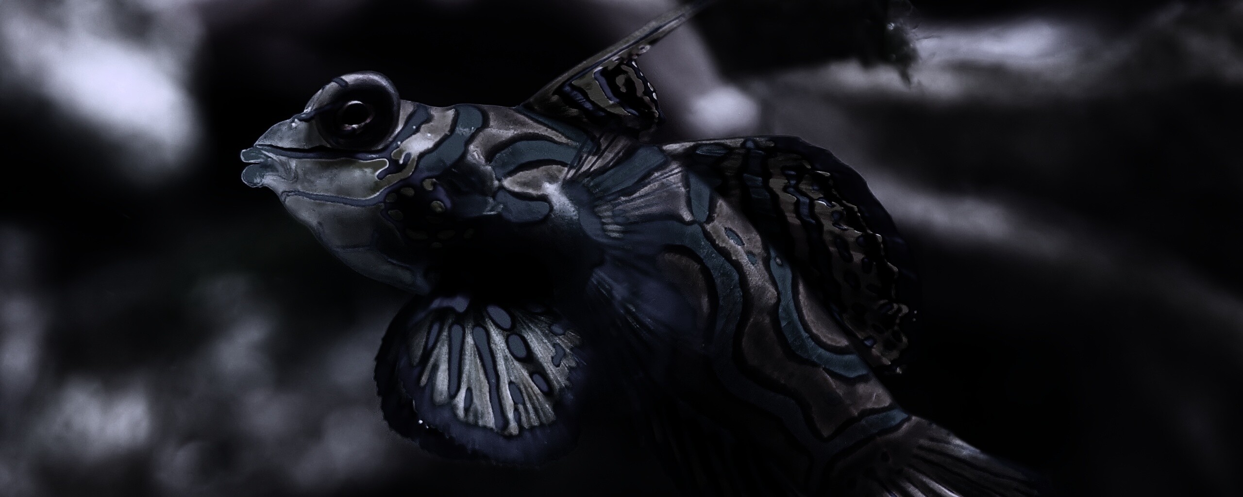 Разноцветная рыбка обои