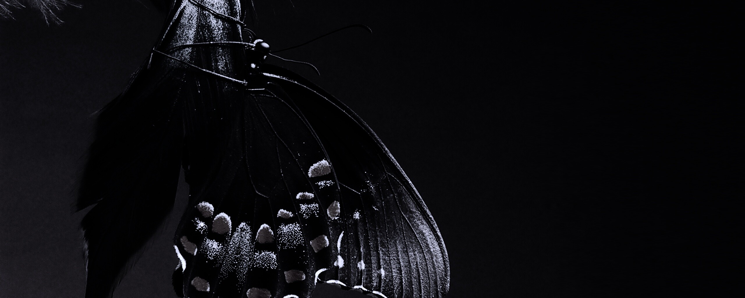 Красивая бабочка обои