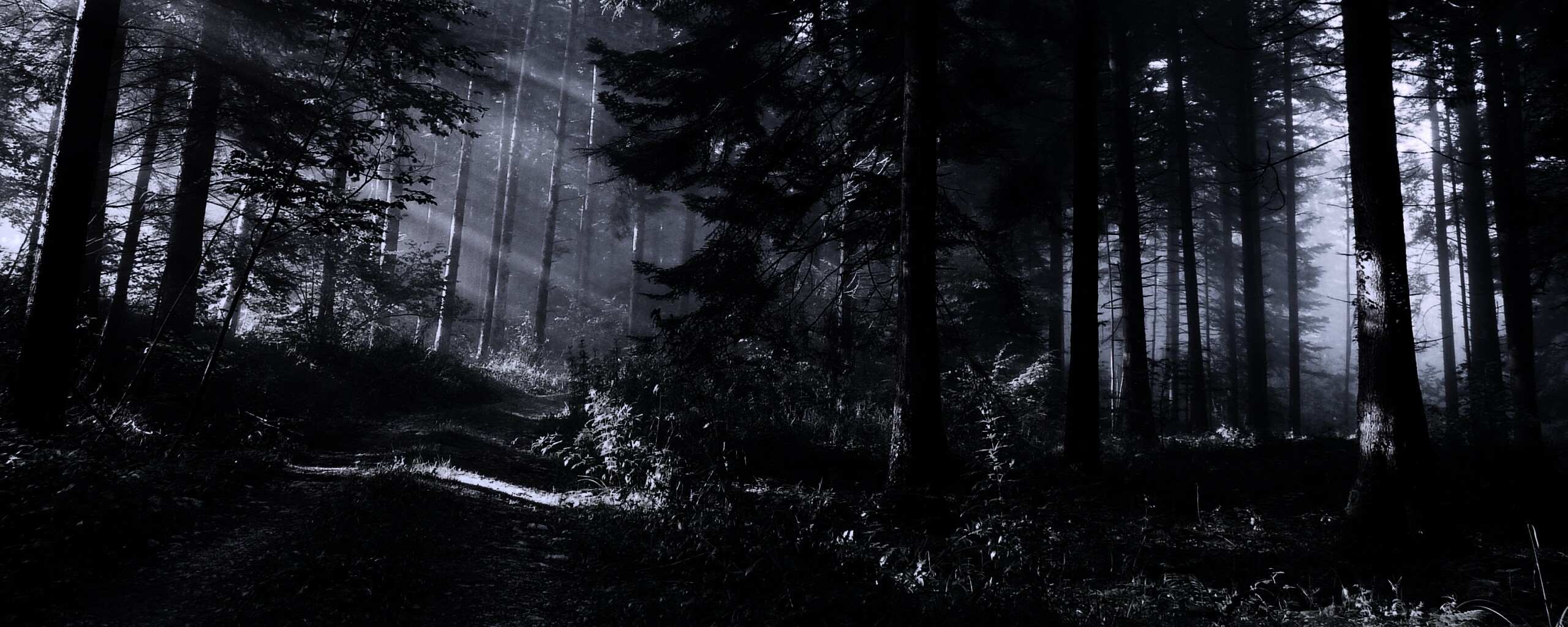 Тропа в лесу обои