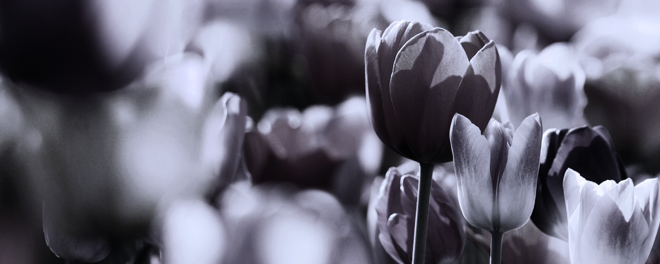 Красивые тюльпаны обои