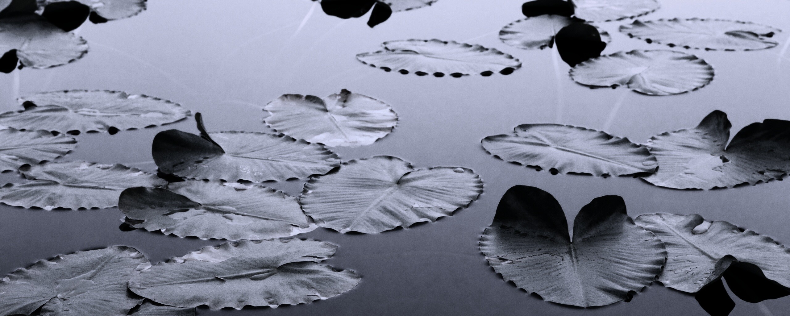 Плавающие листья обои