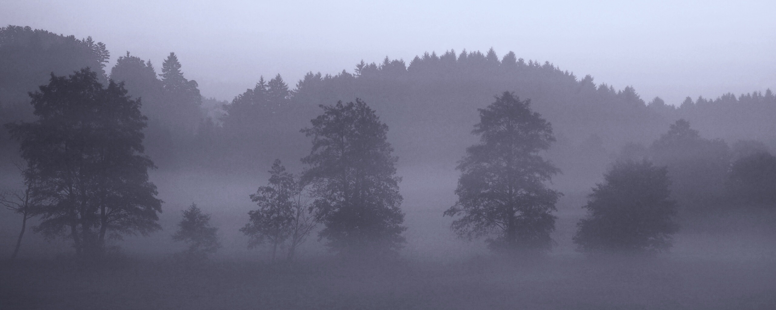 Розовый лес обои