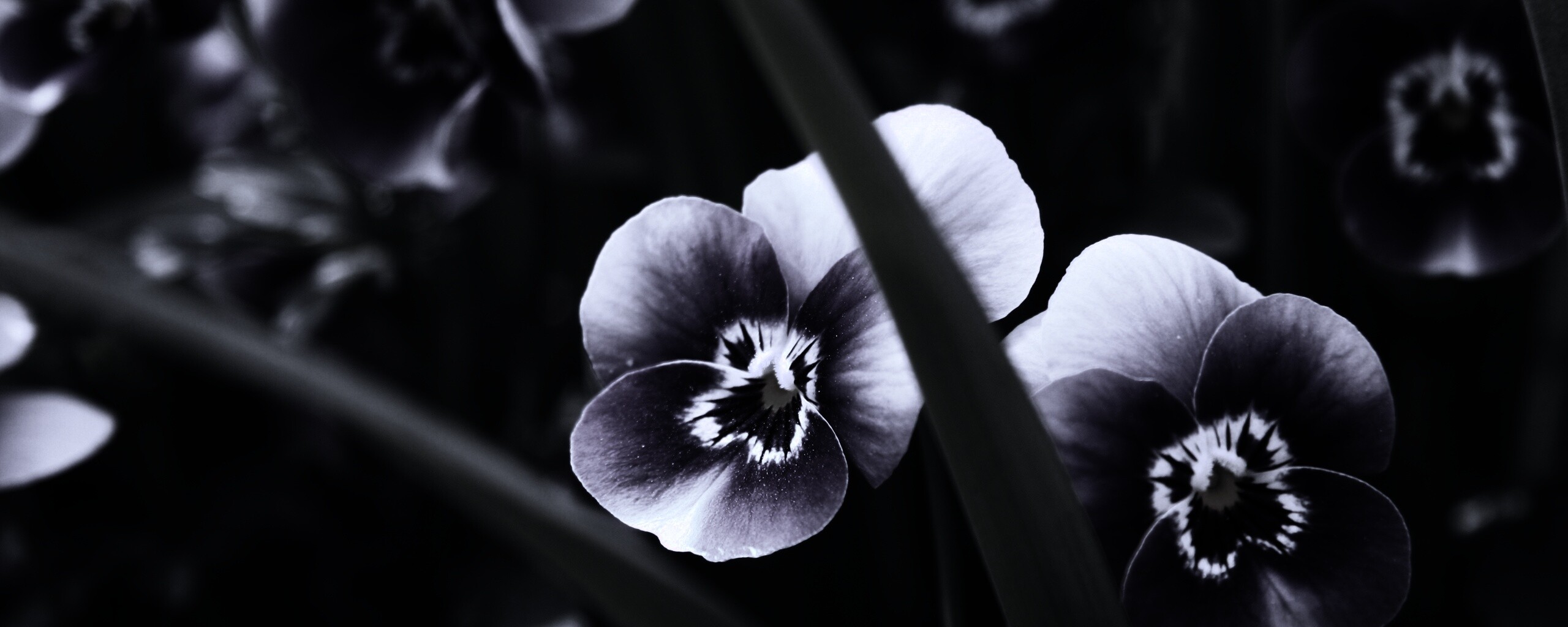 Анютины глазки обои