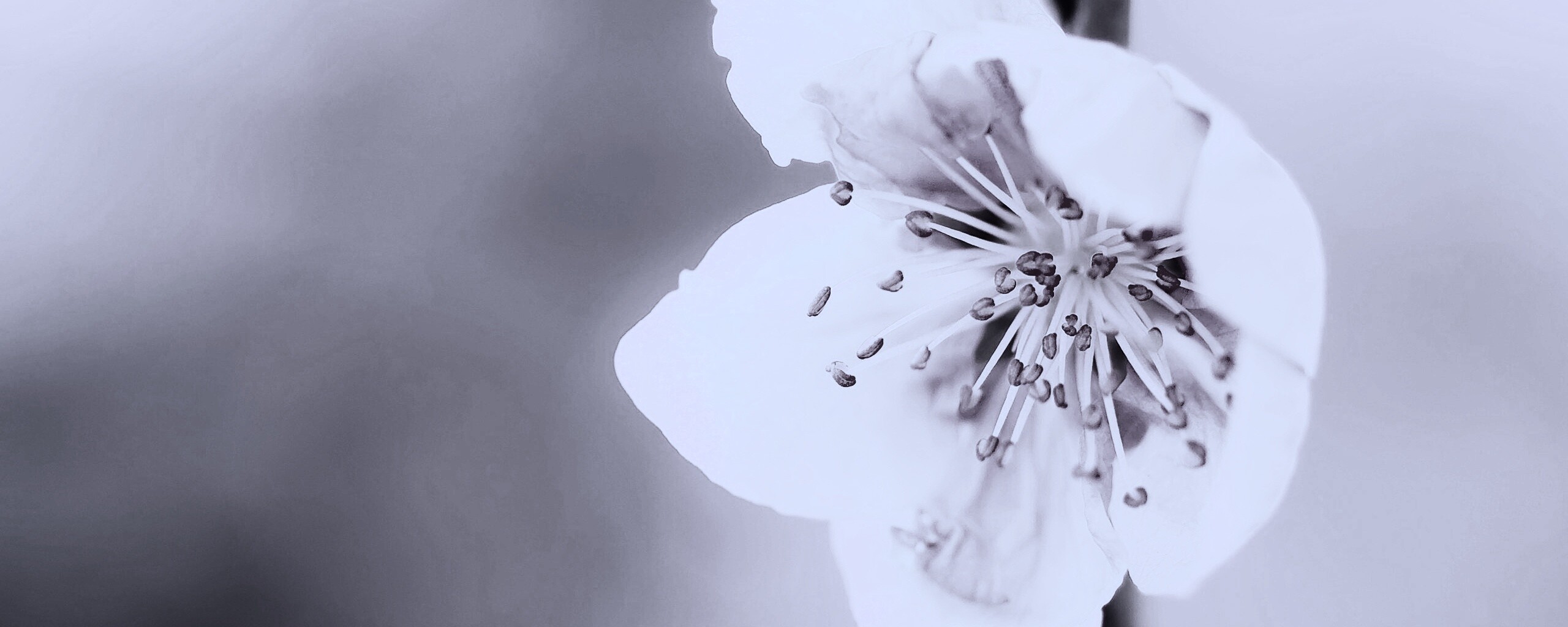 Сама нежность обои