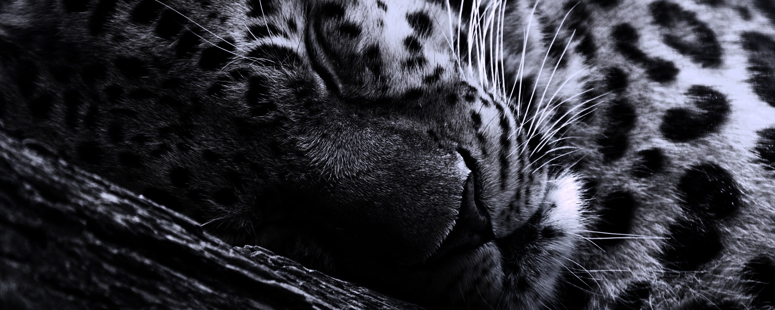 Спящий хищник обои