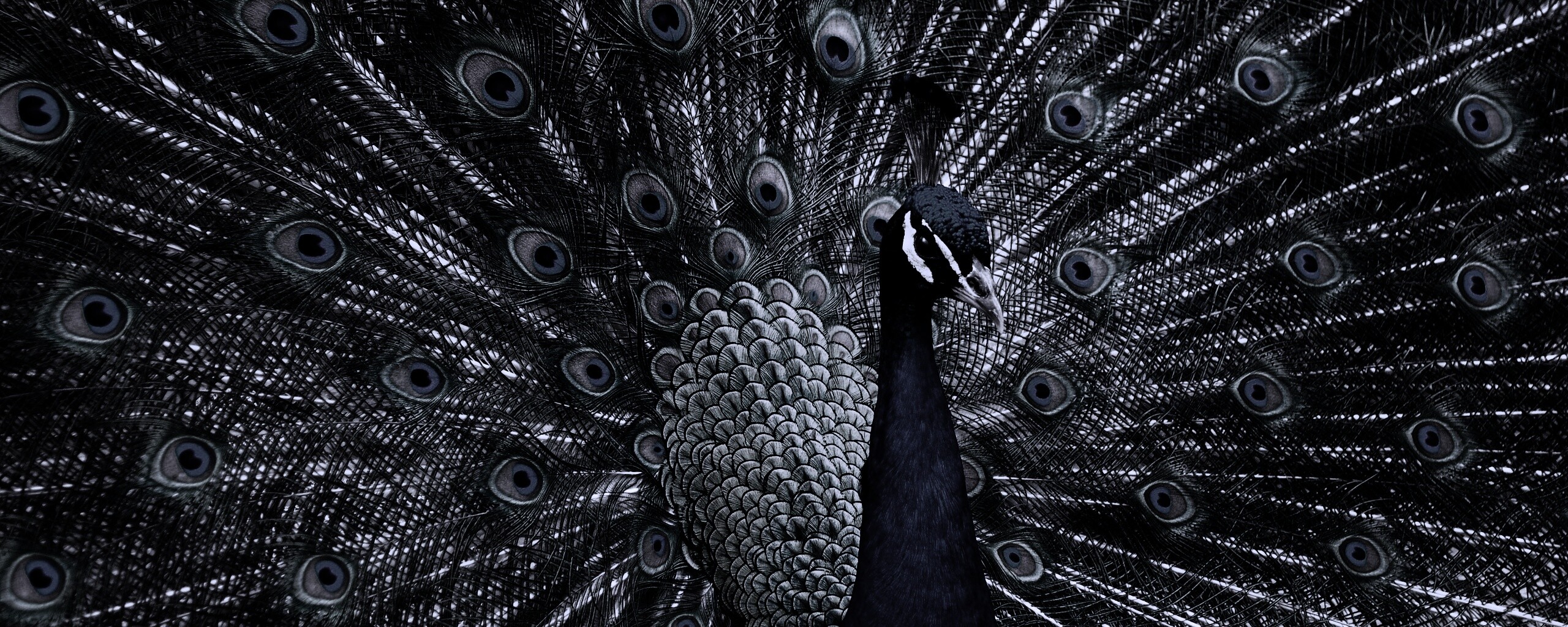 Красивый павлин обои