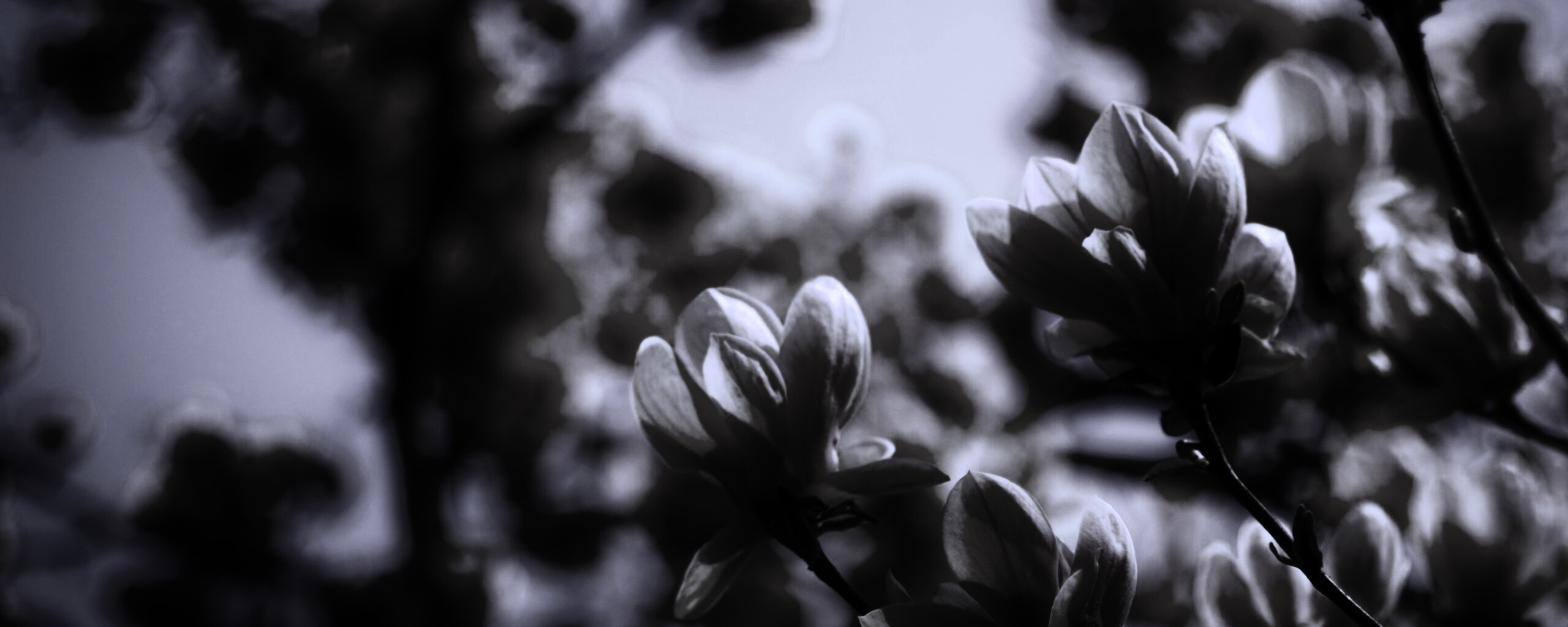 Желтые цветы распустились обои