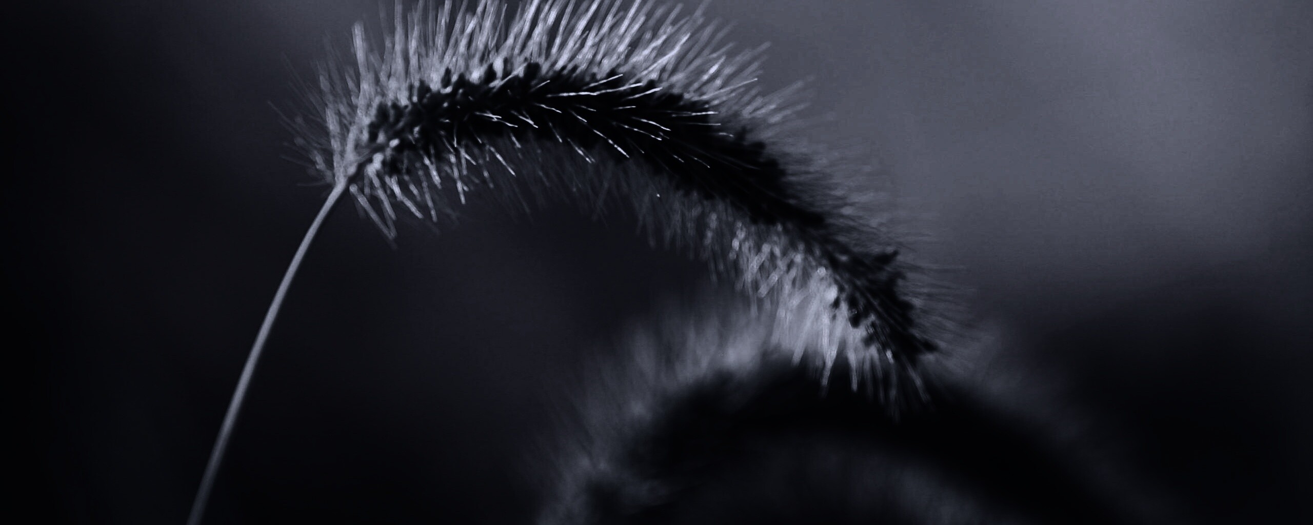 Травинка обои