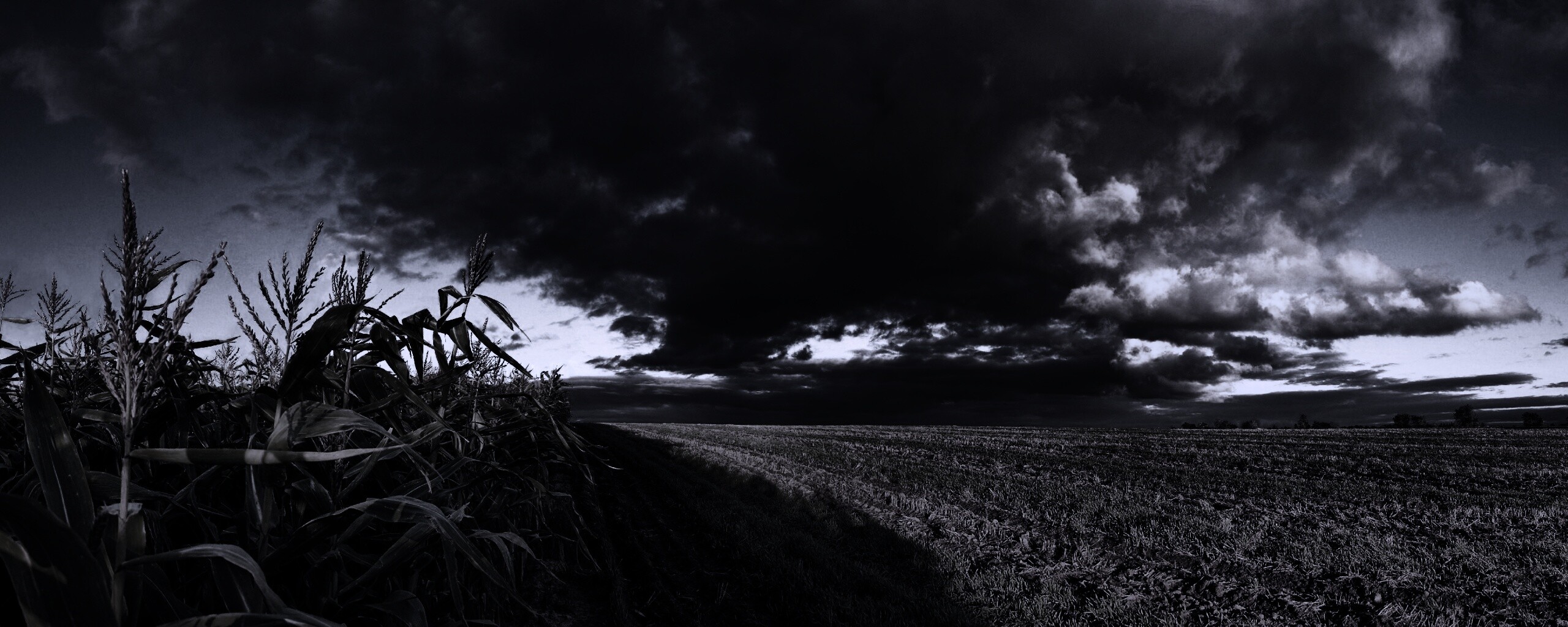 Кукурузное поле обои