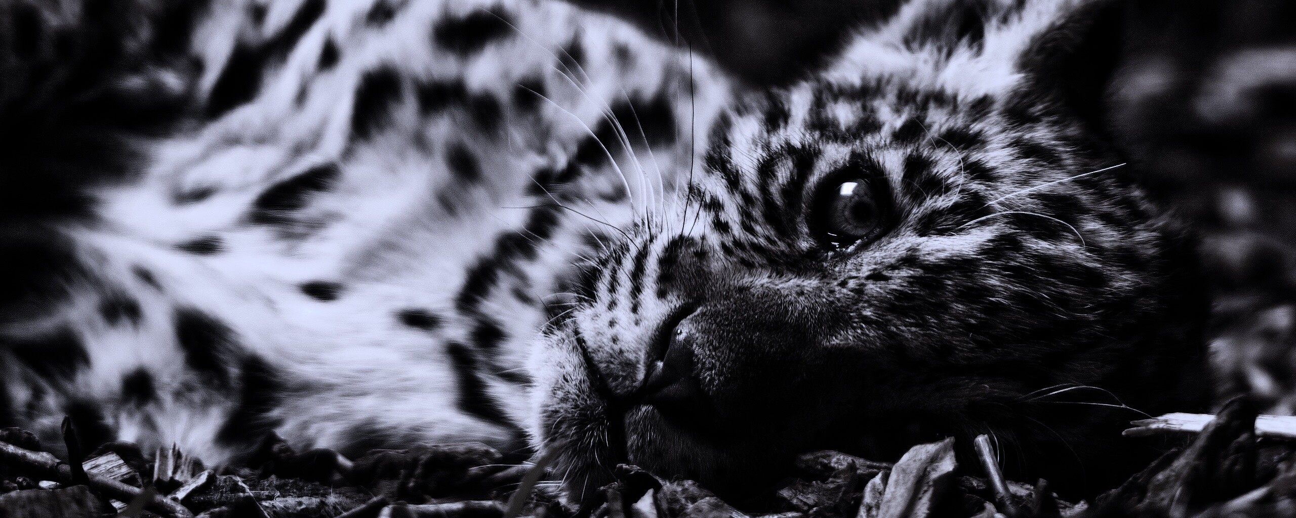 Гепард котенок обои