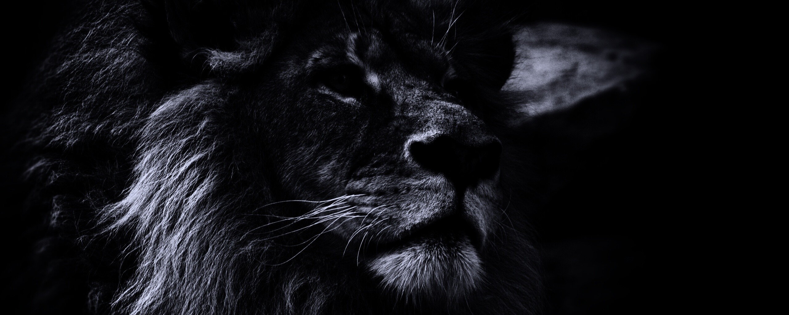 Гордый черно-белый лев обои