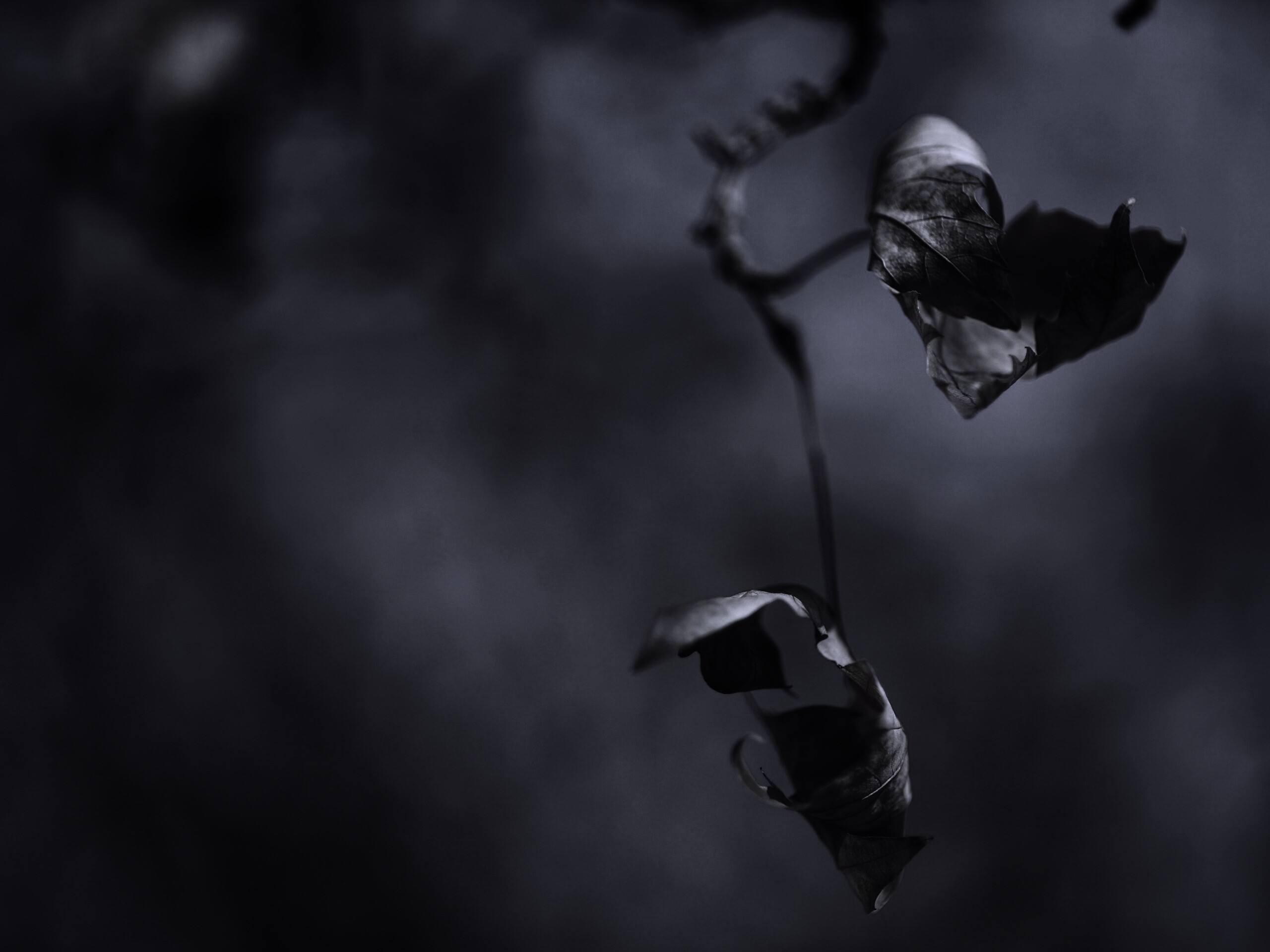 Увядшие листья обои