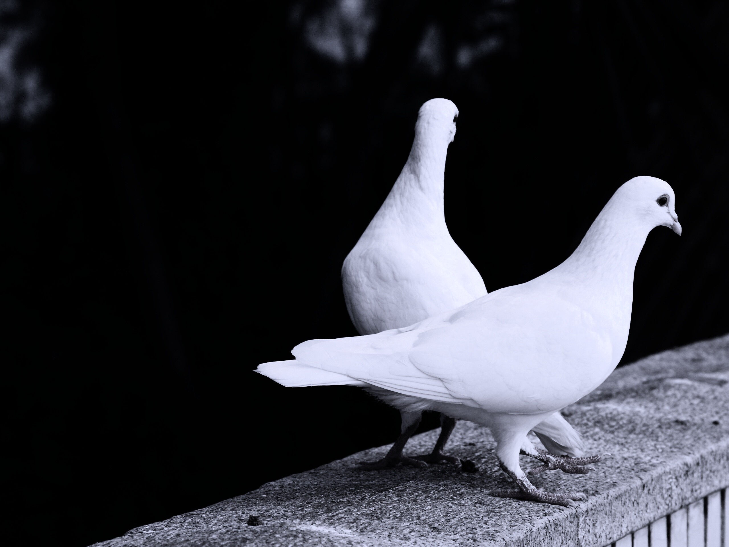 Два белых голубя обои