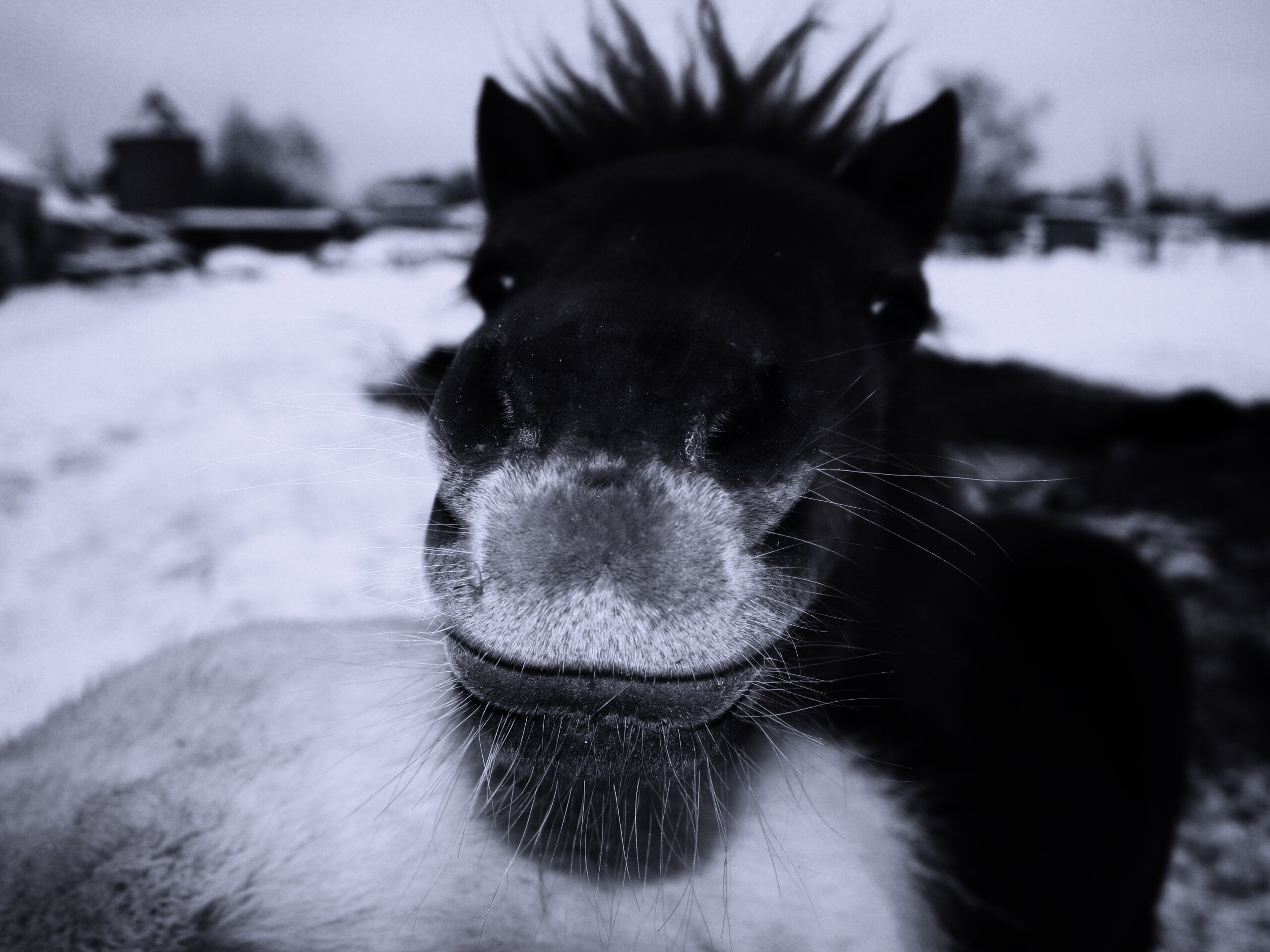 Морда пони обои