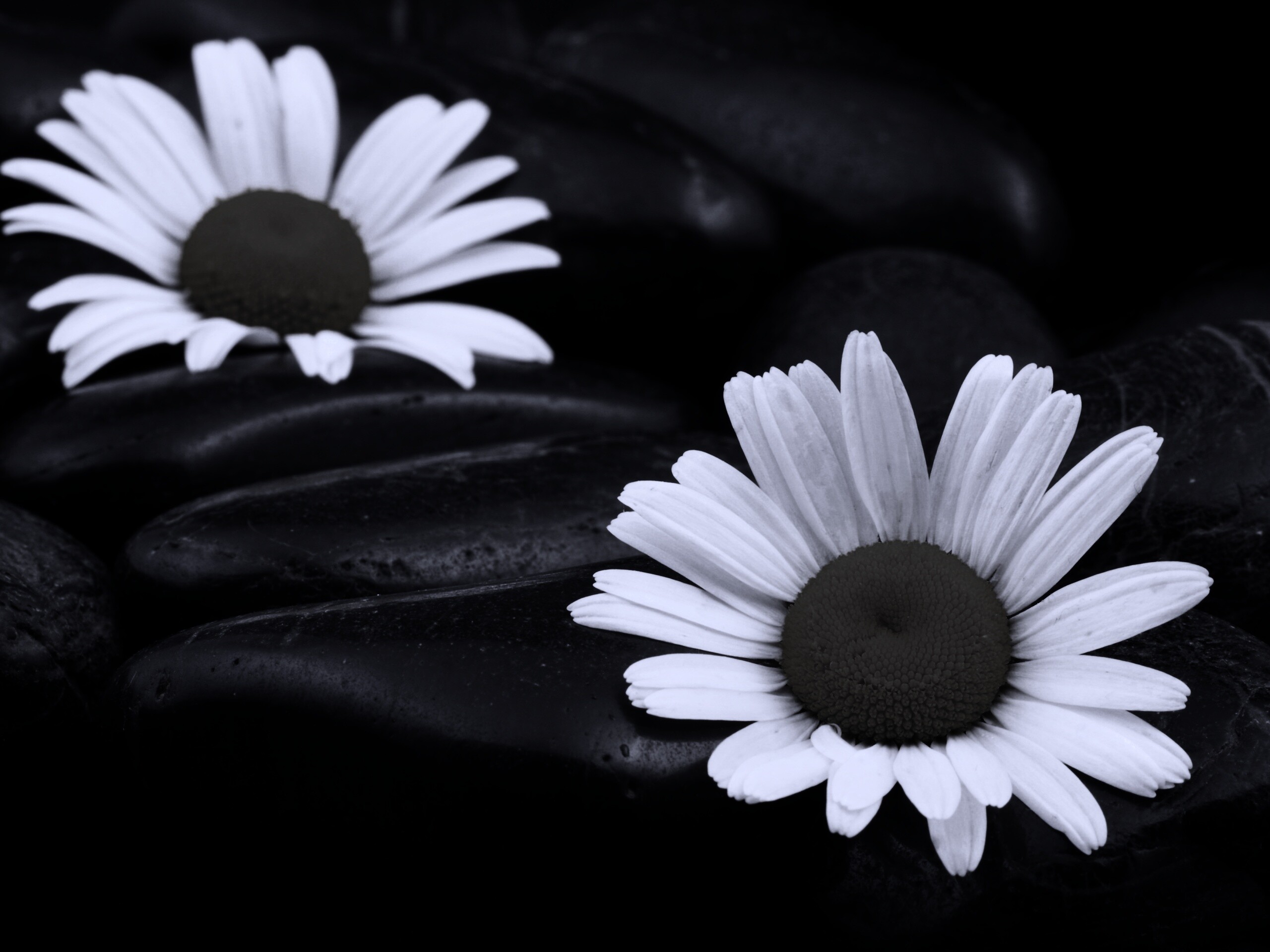 Ромашка среди гальки обои