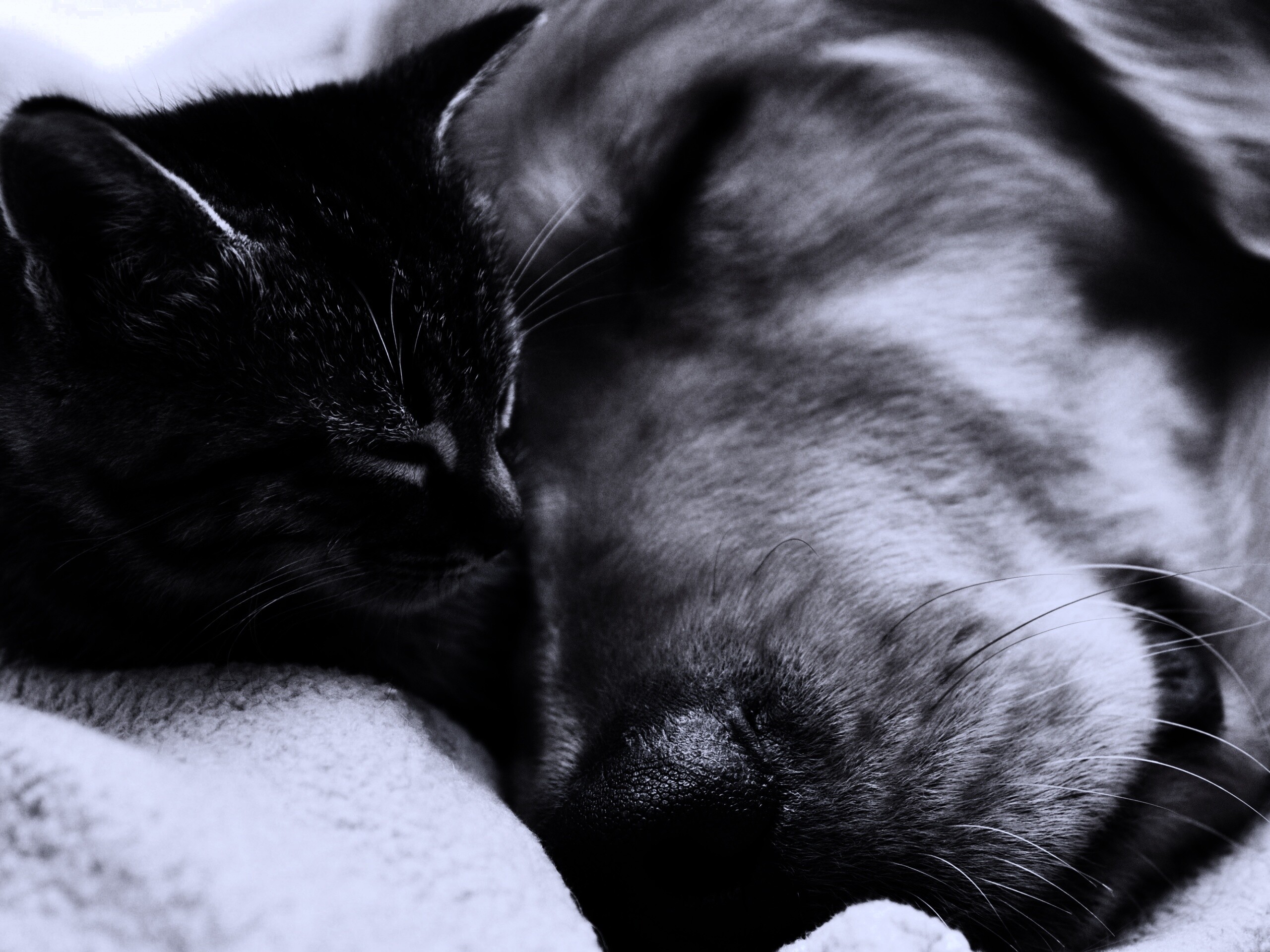 Кошка спит с собакой обои