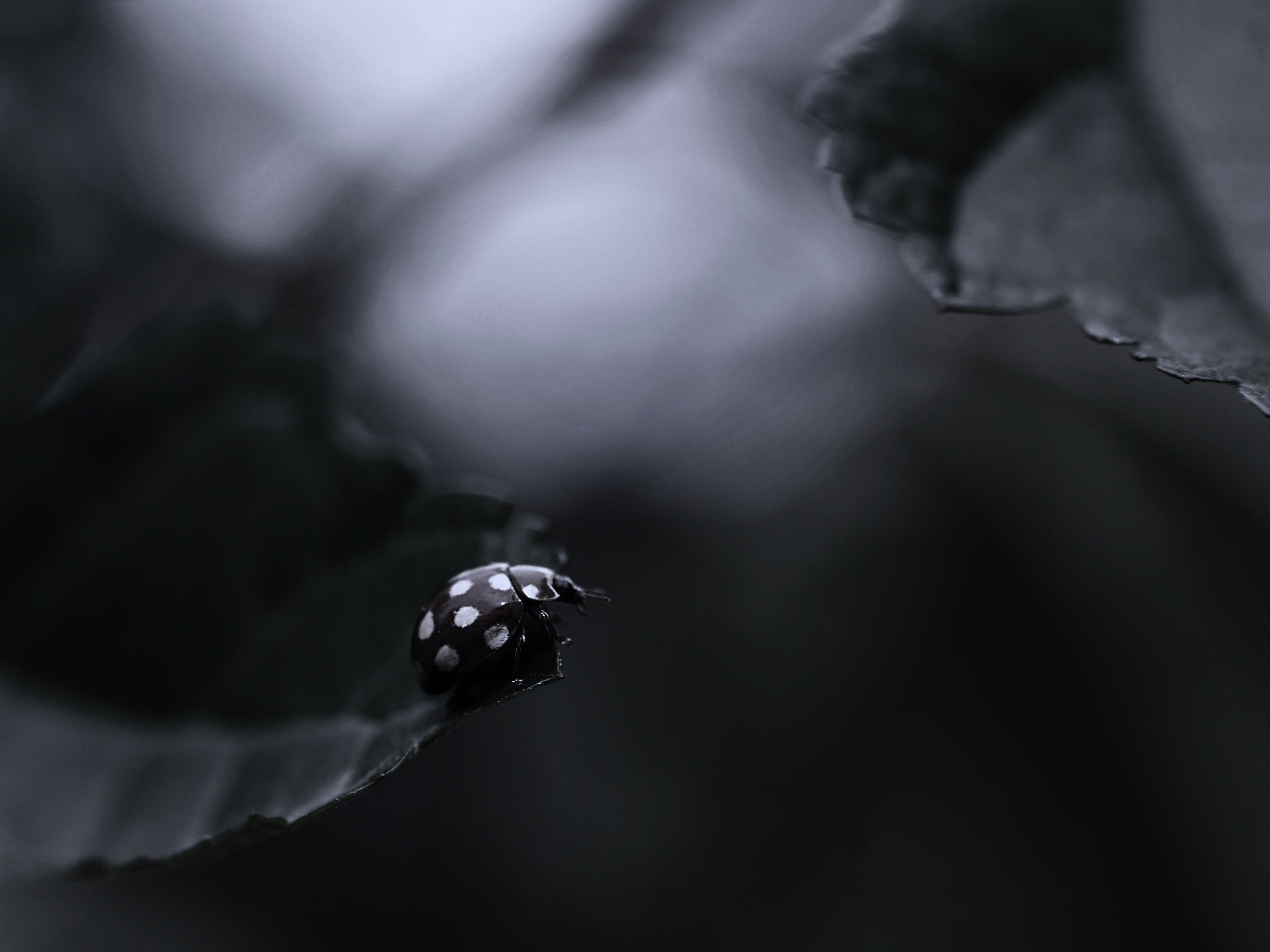 Божья коровка обои