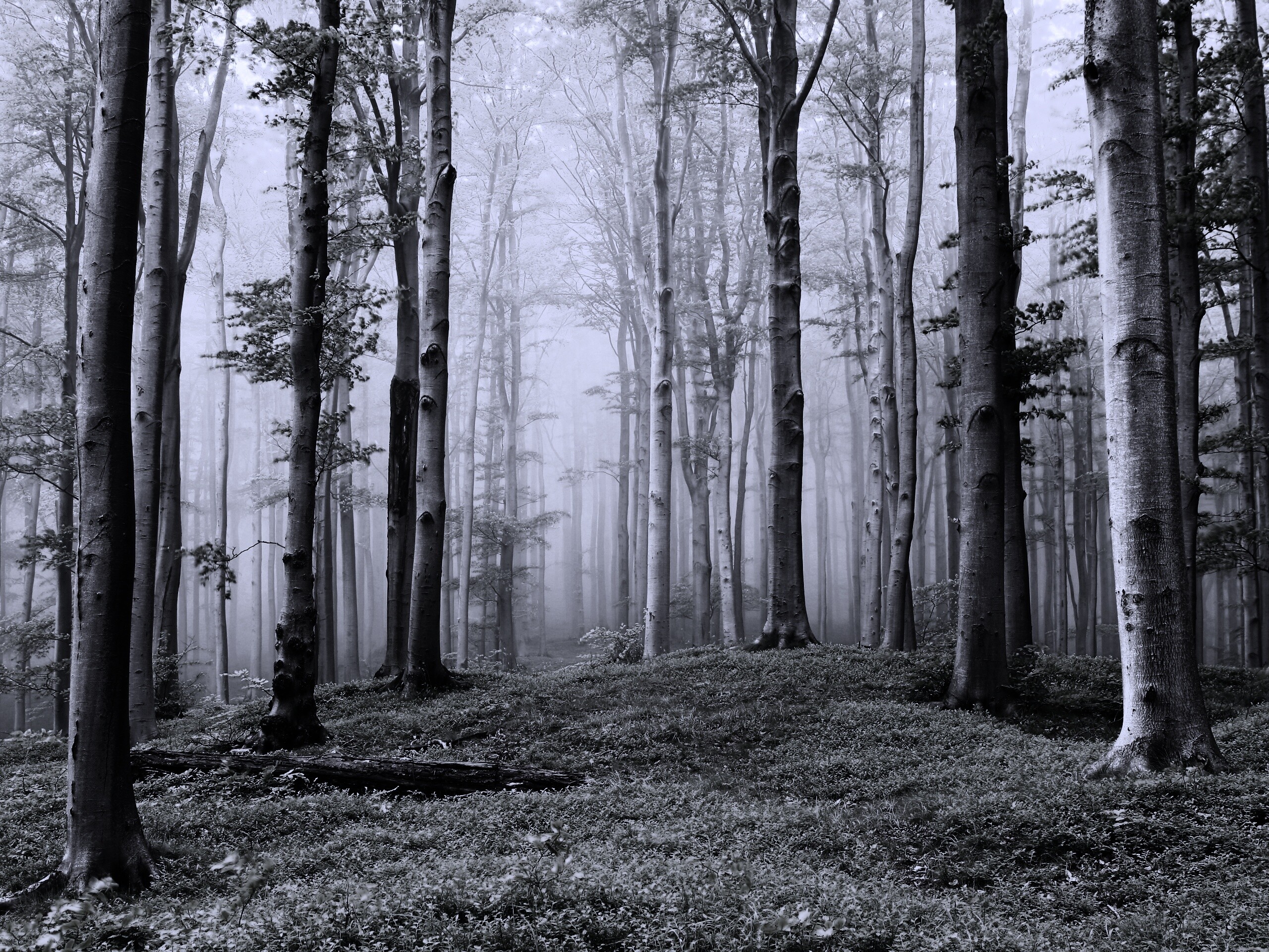 Опушка осинового леса обои