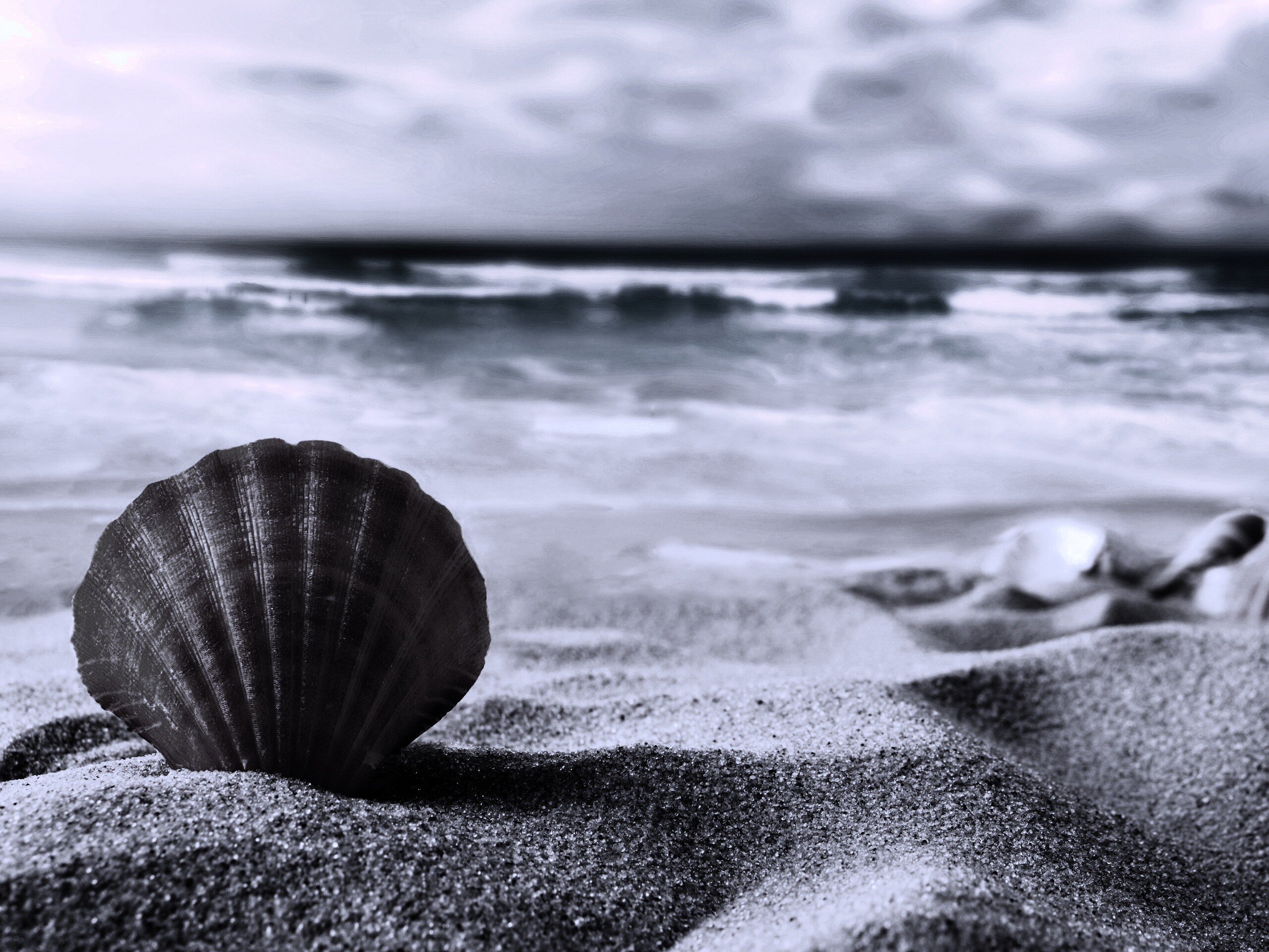 Раковина на летнем бережке обои