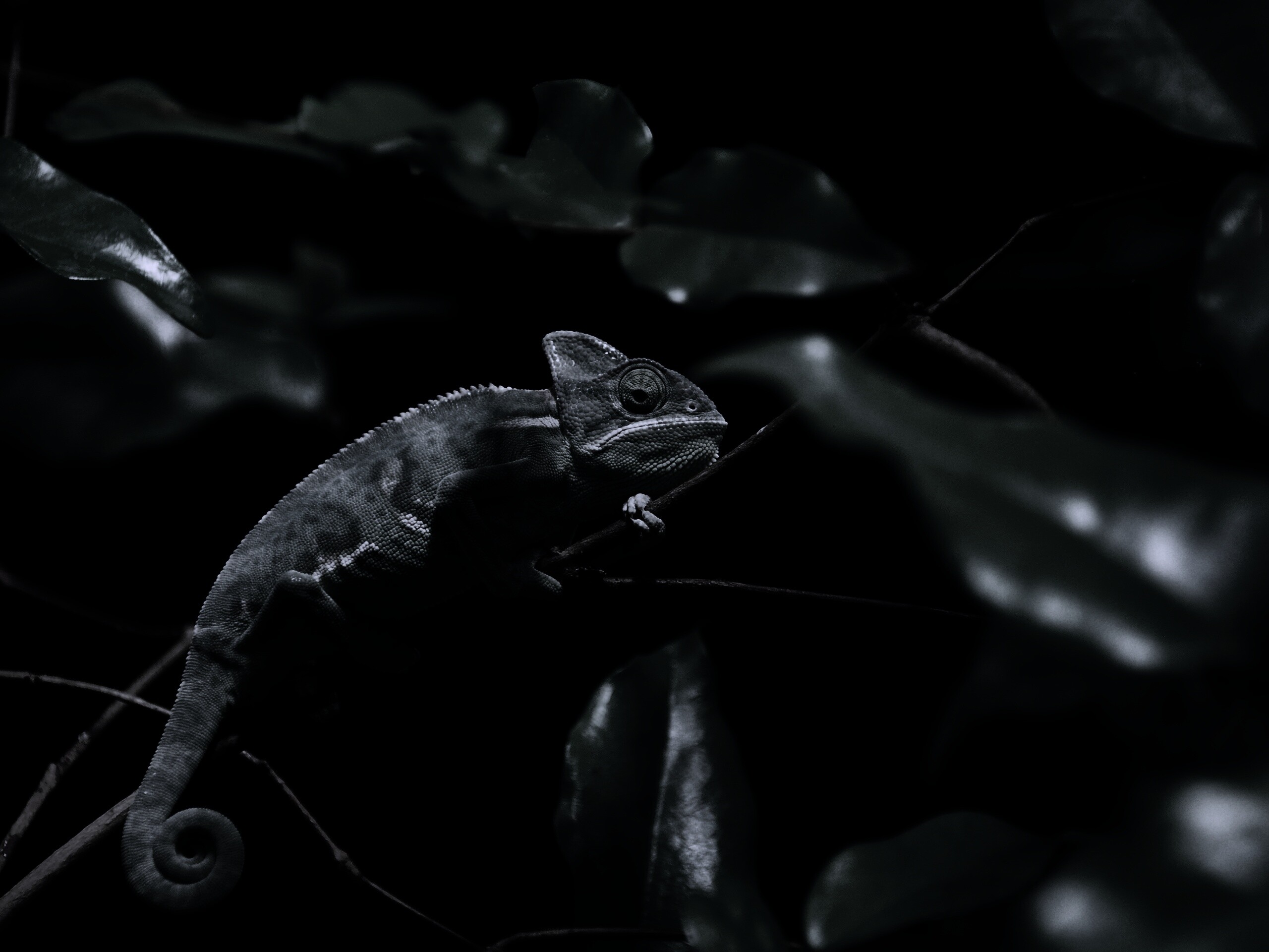 Хамелеон в листве обои