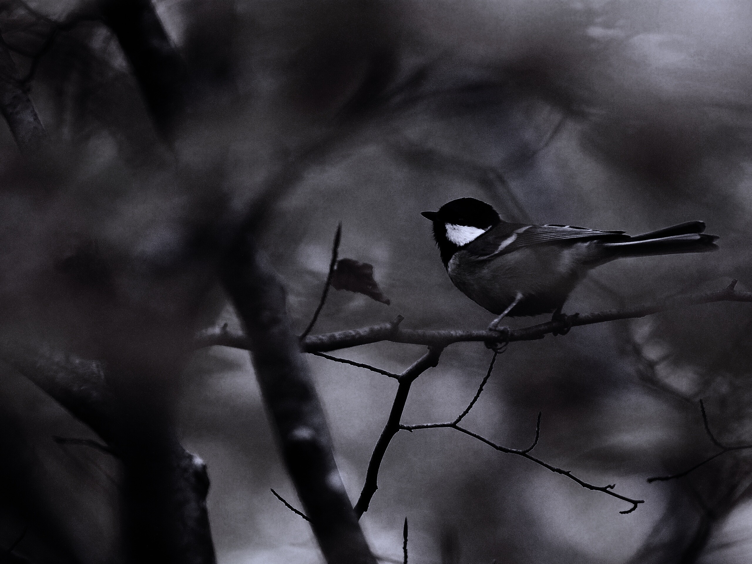 Синичка в желтой листве обои