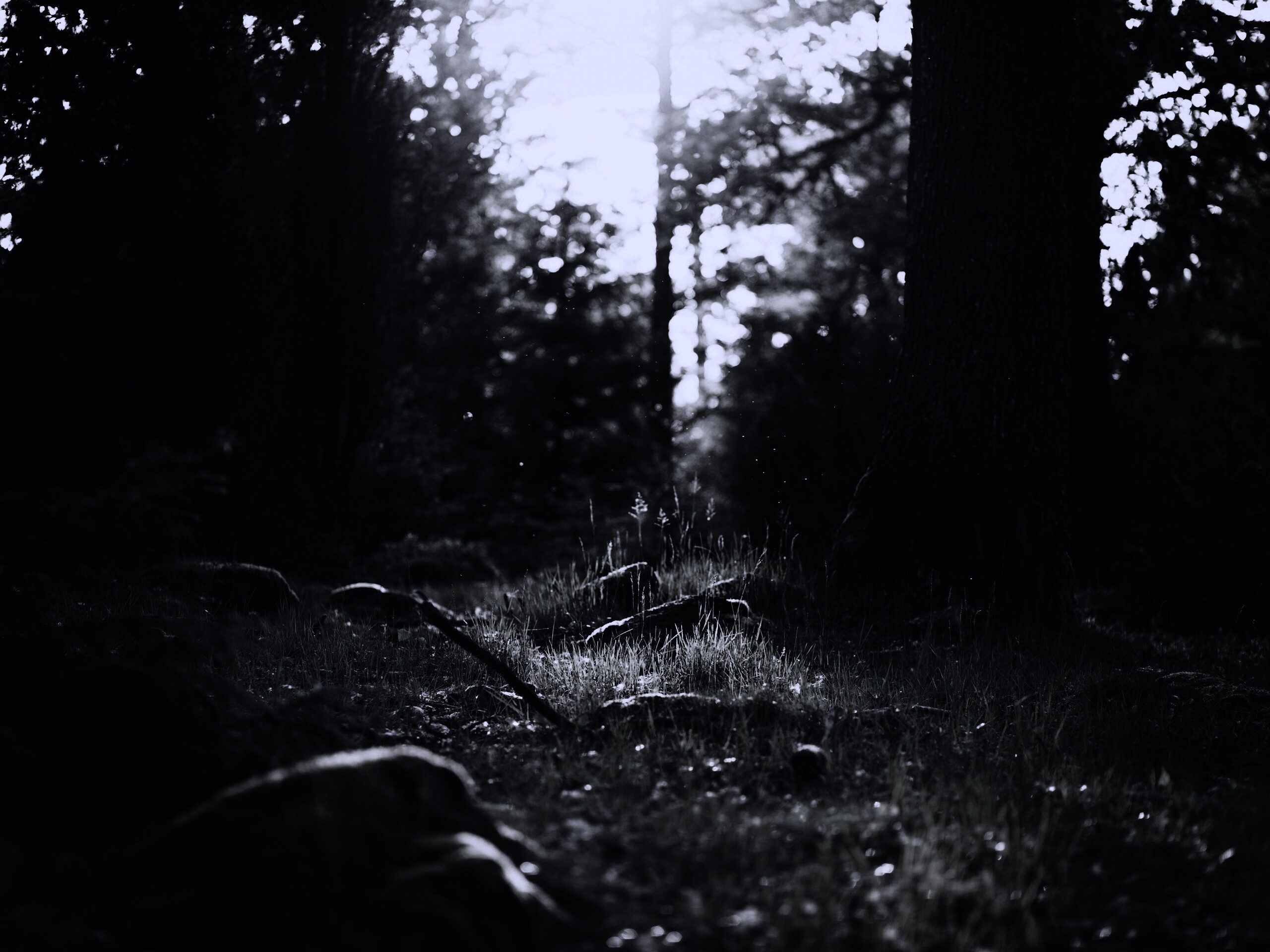 Лето в лесу обои