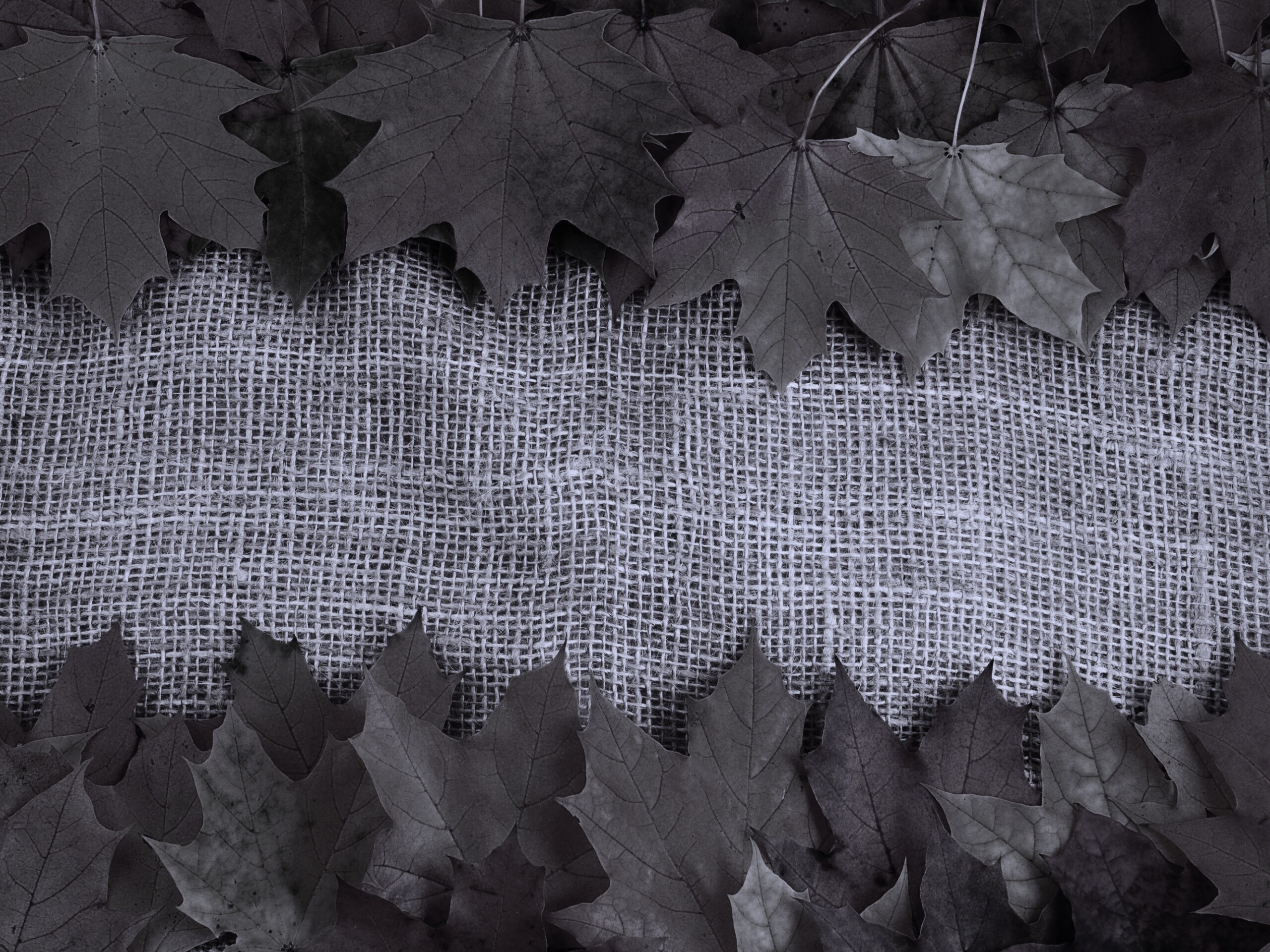 Желтые кленовые листья на холсте обои