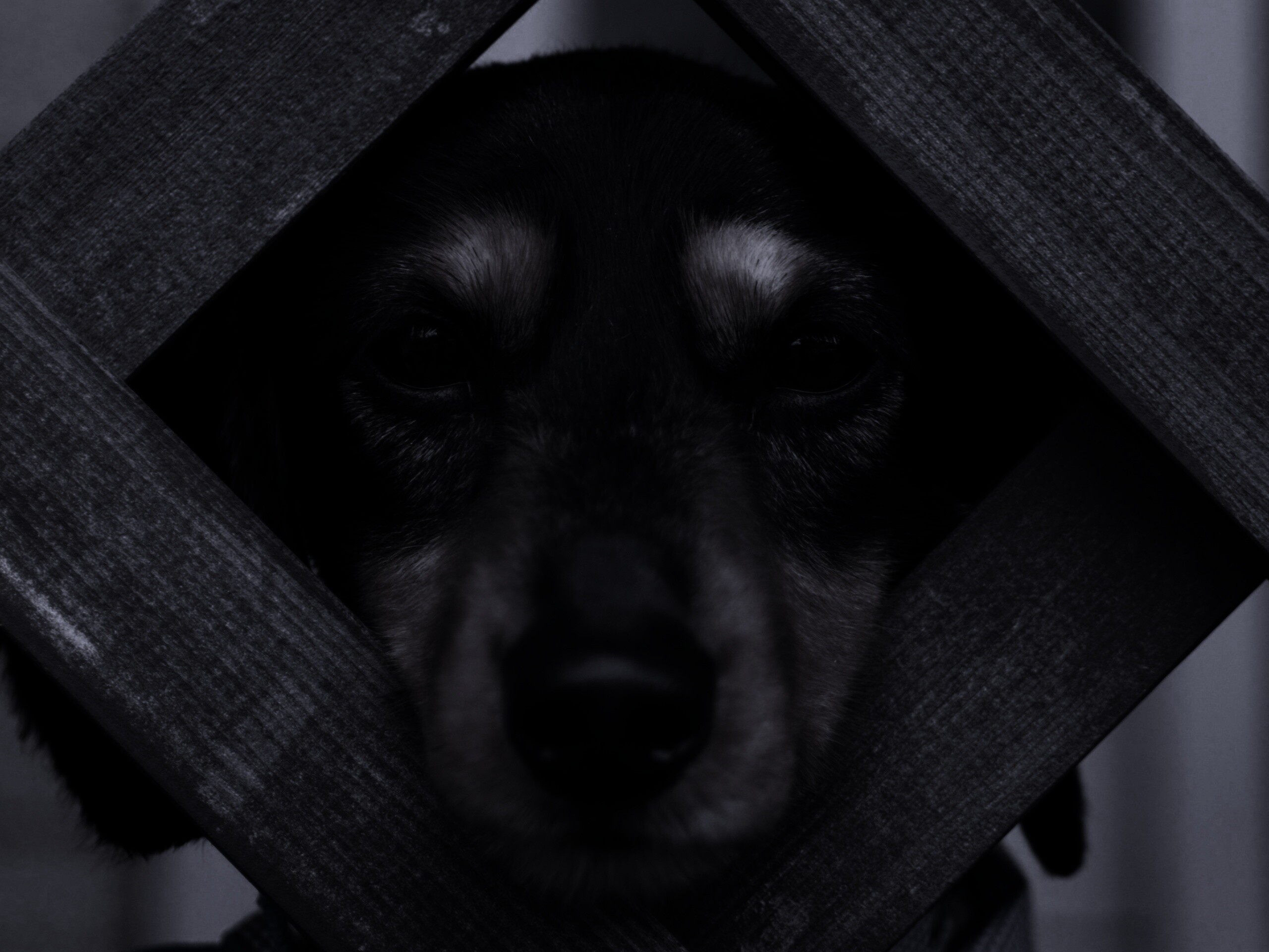 Мордочка в заборе обои