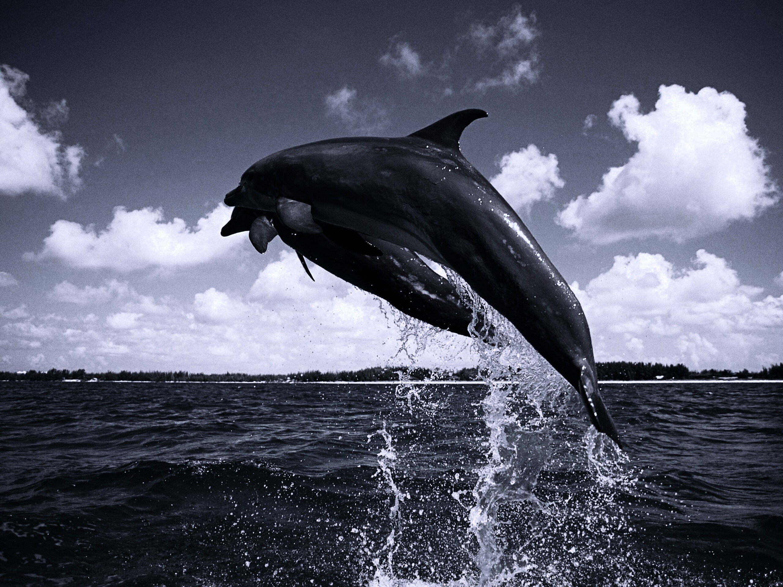 Дельфины обои