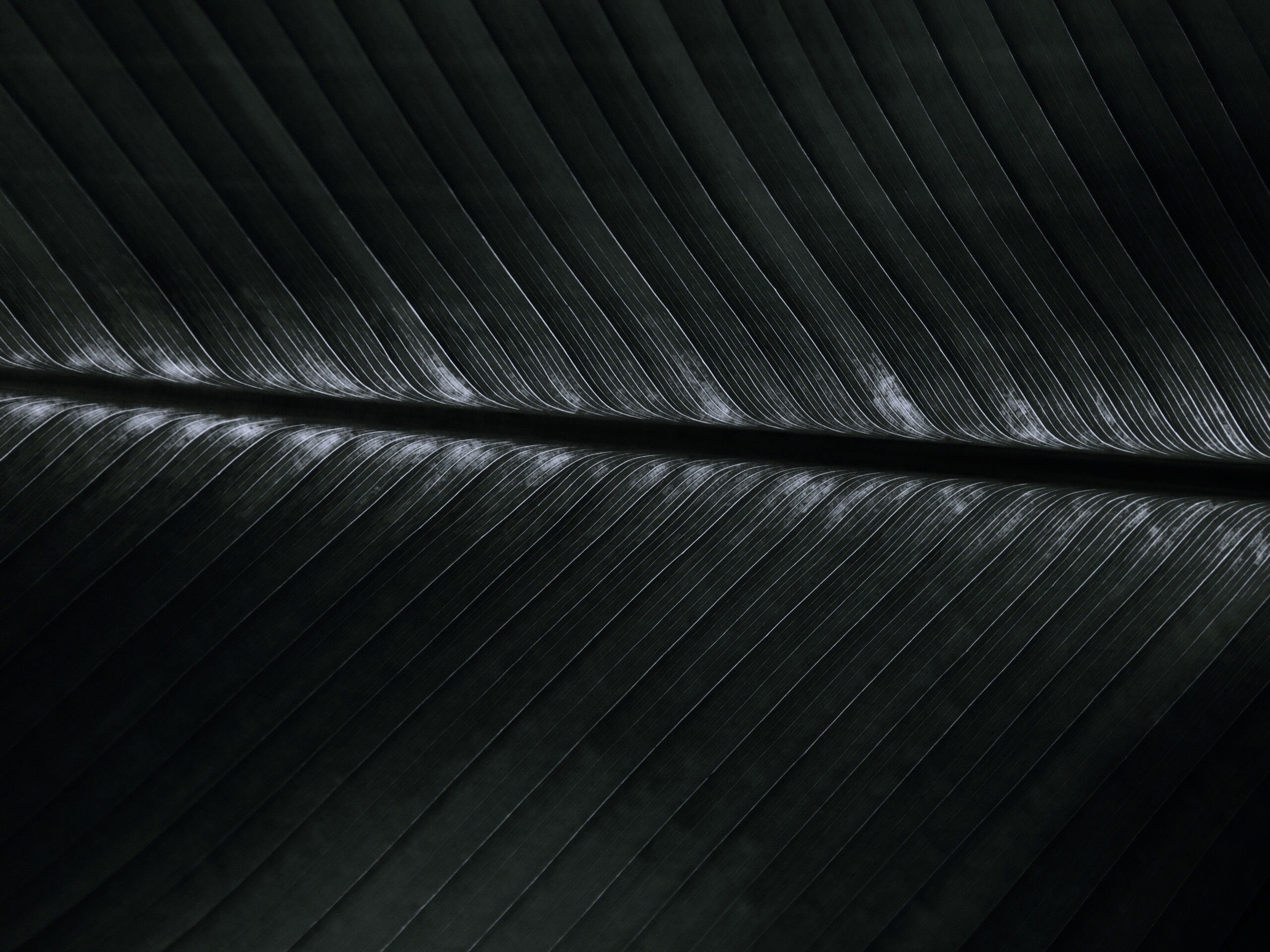 Пальмовый лист на солнце обои