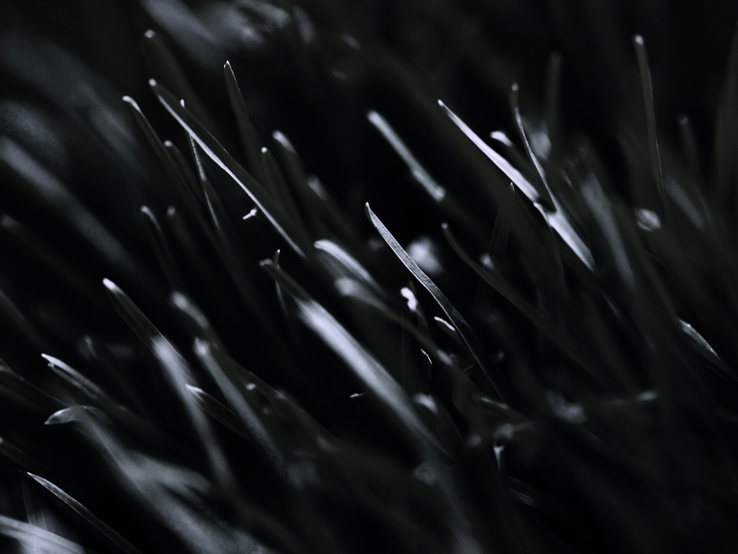 Зеленая свежая трава обои