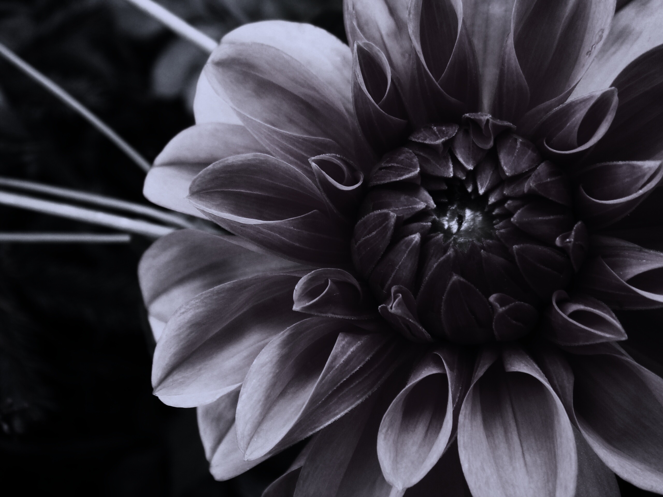 Аленький цветочек обои