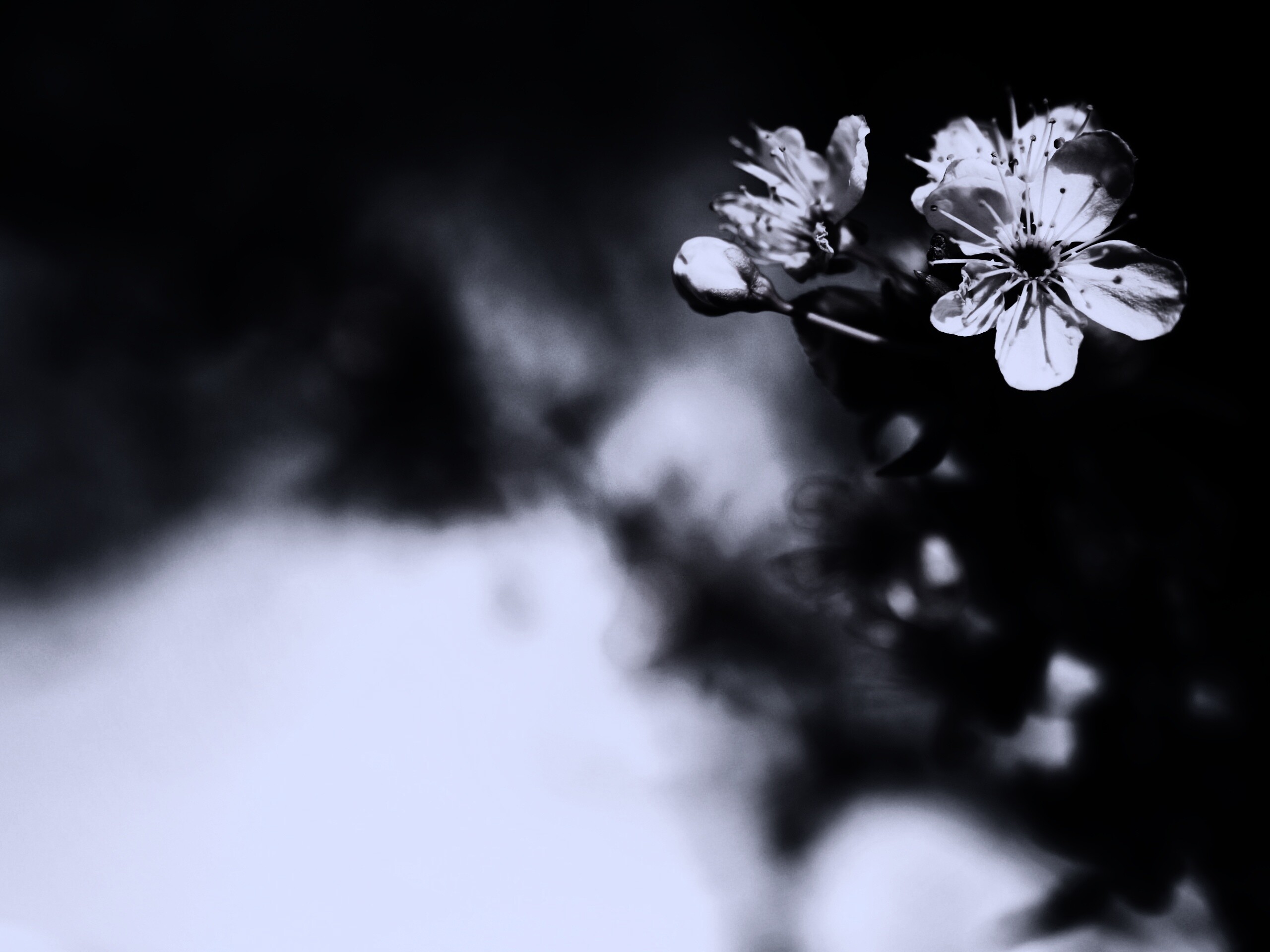 Цветок вишни обои