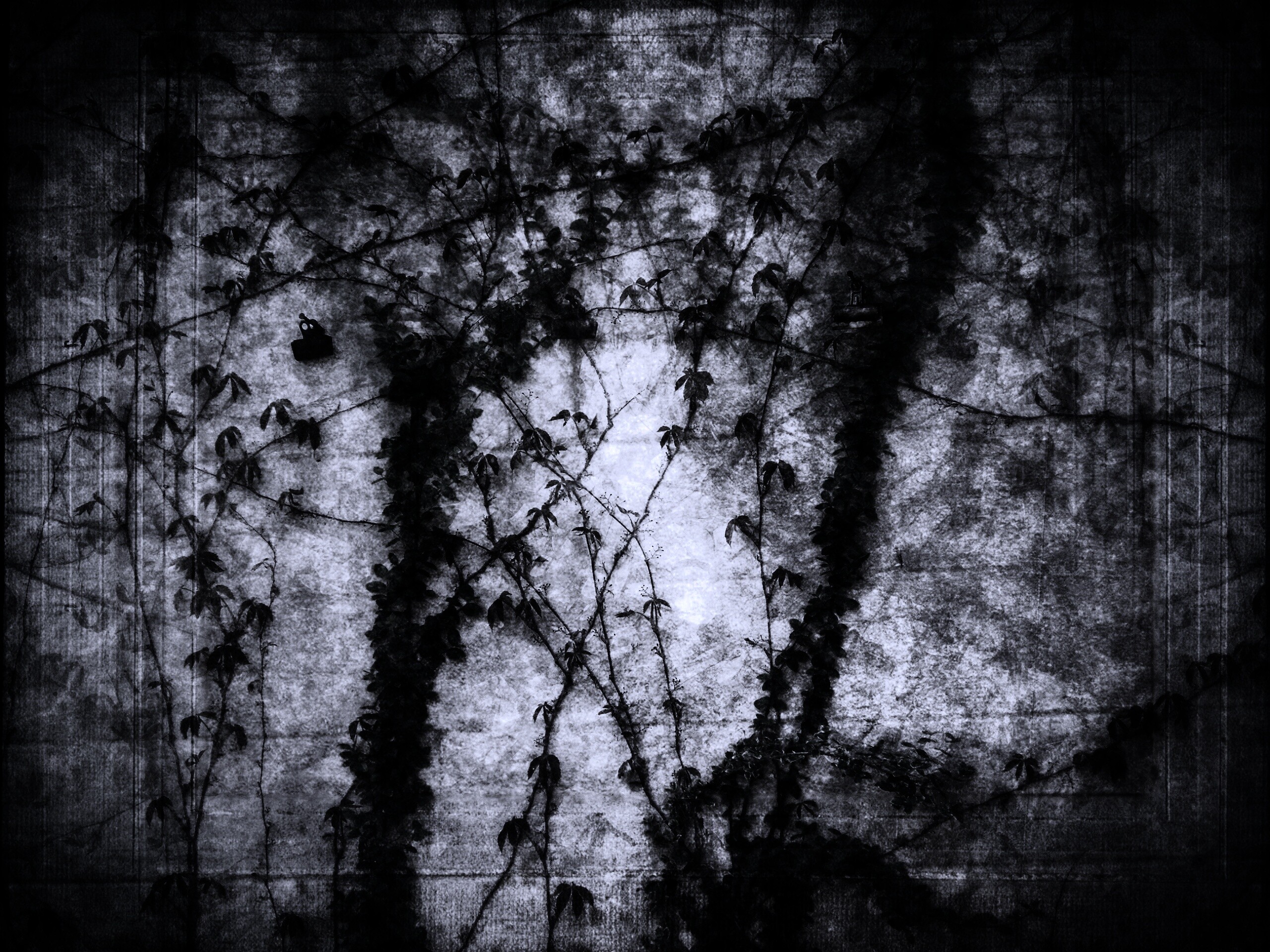 Растение на стене обои