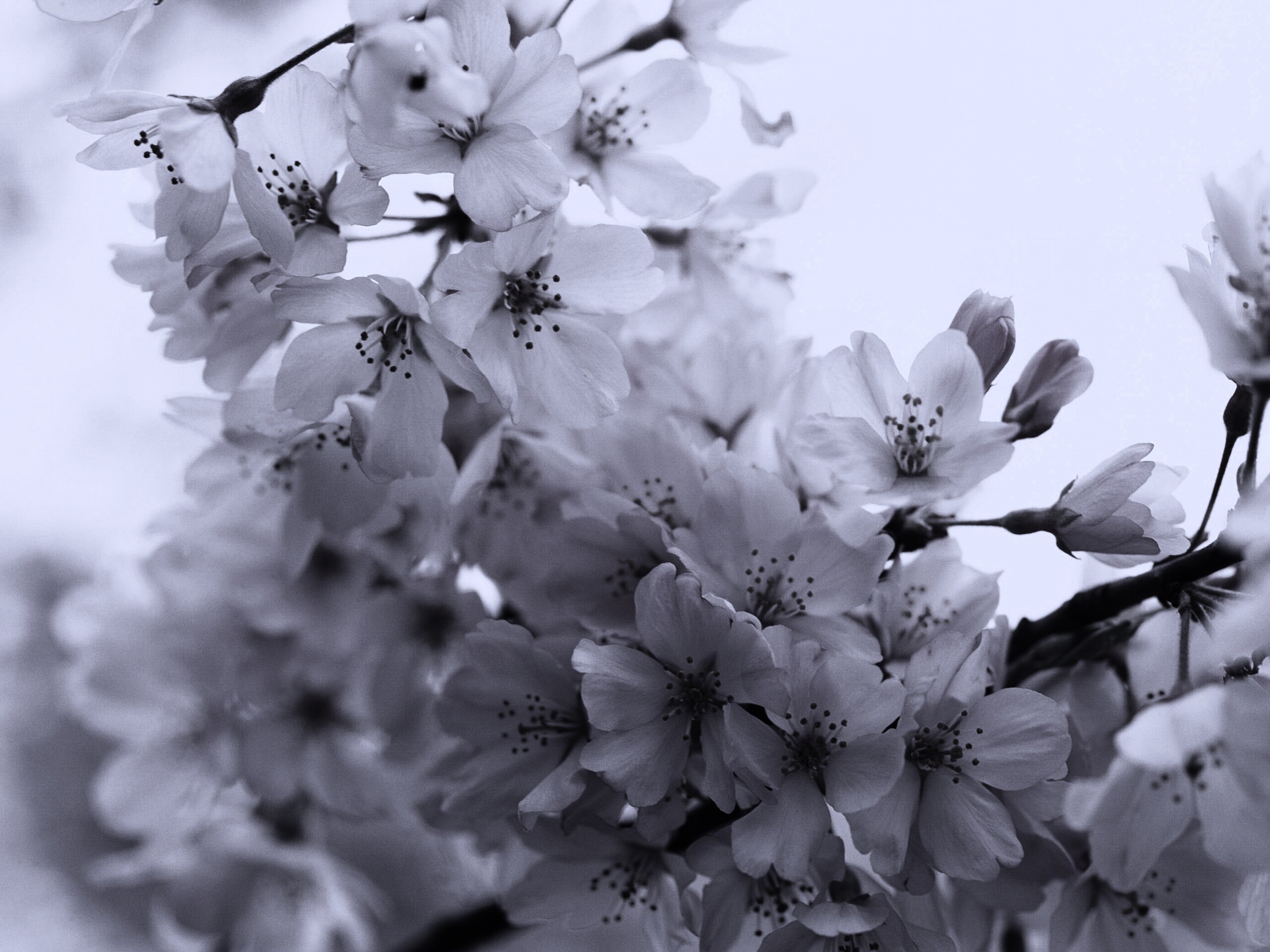 Цветение вишни обои