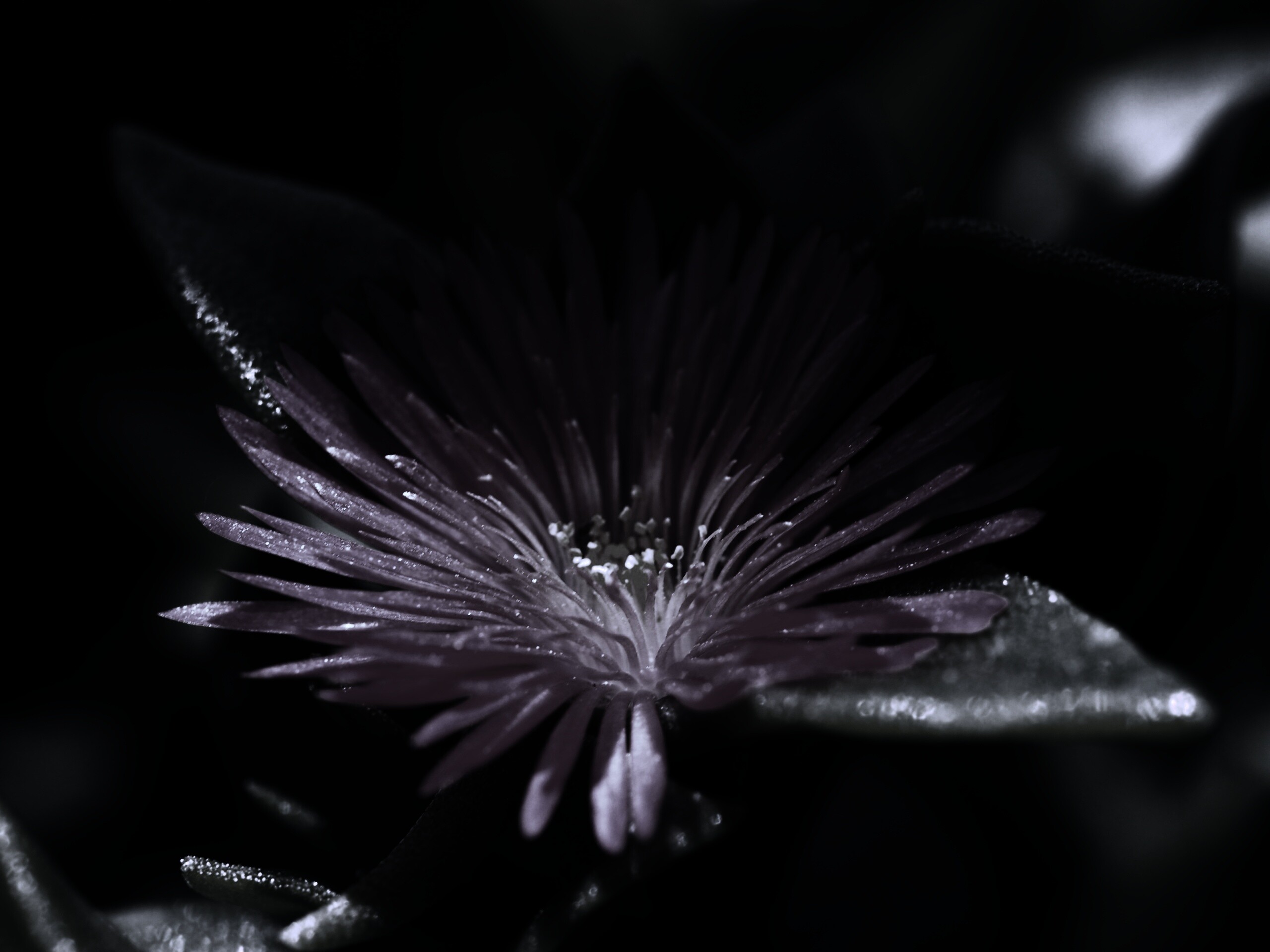 Чудесный цветок обои