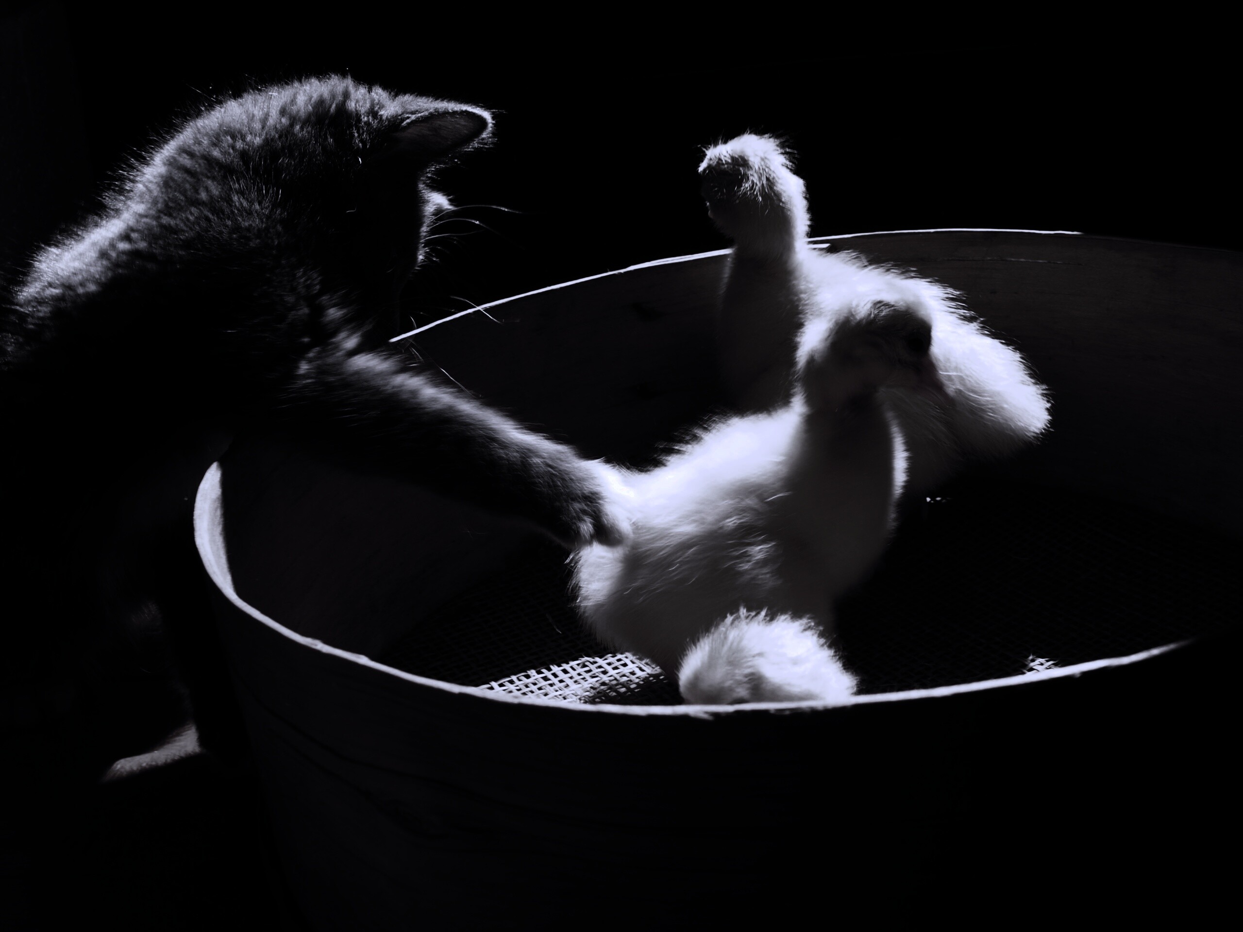 Котенок играет с утятами обои