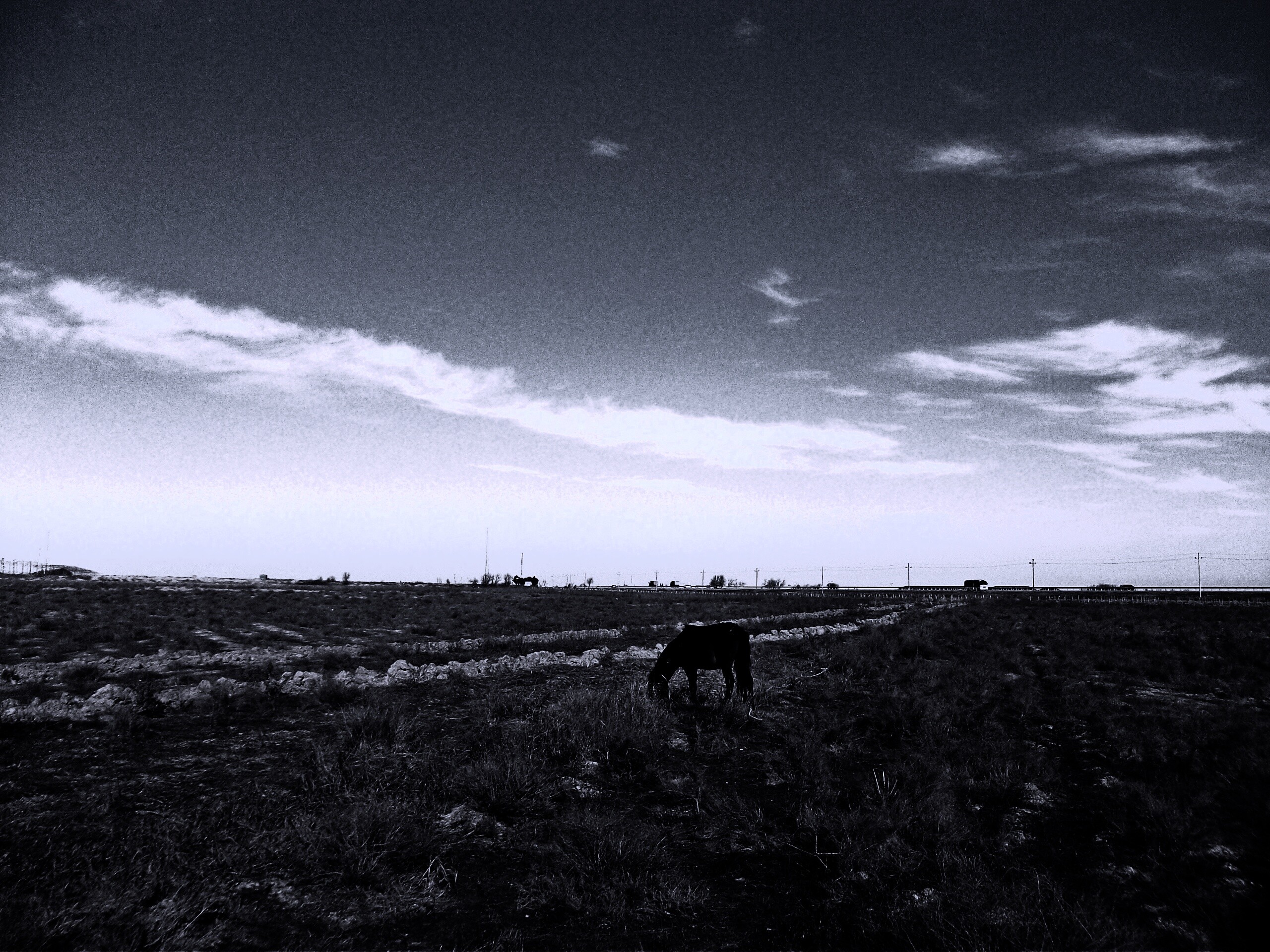 Лошадь пасётся обои