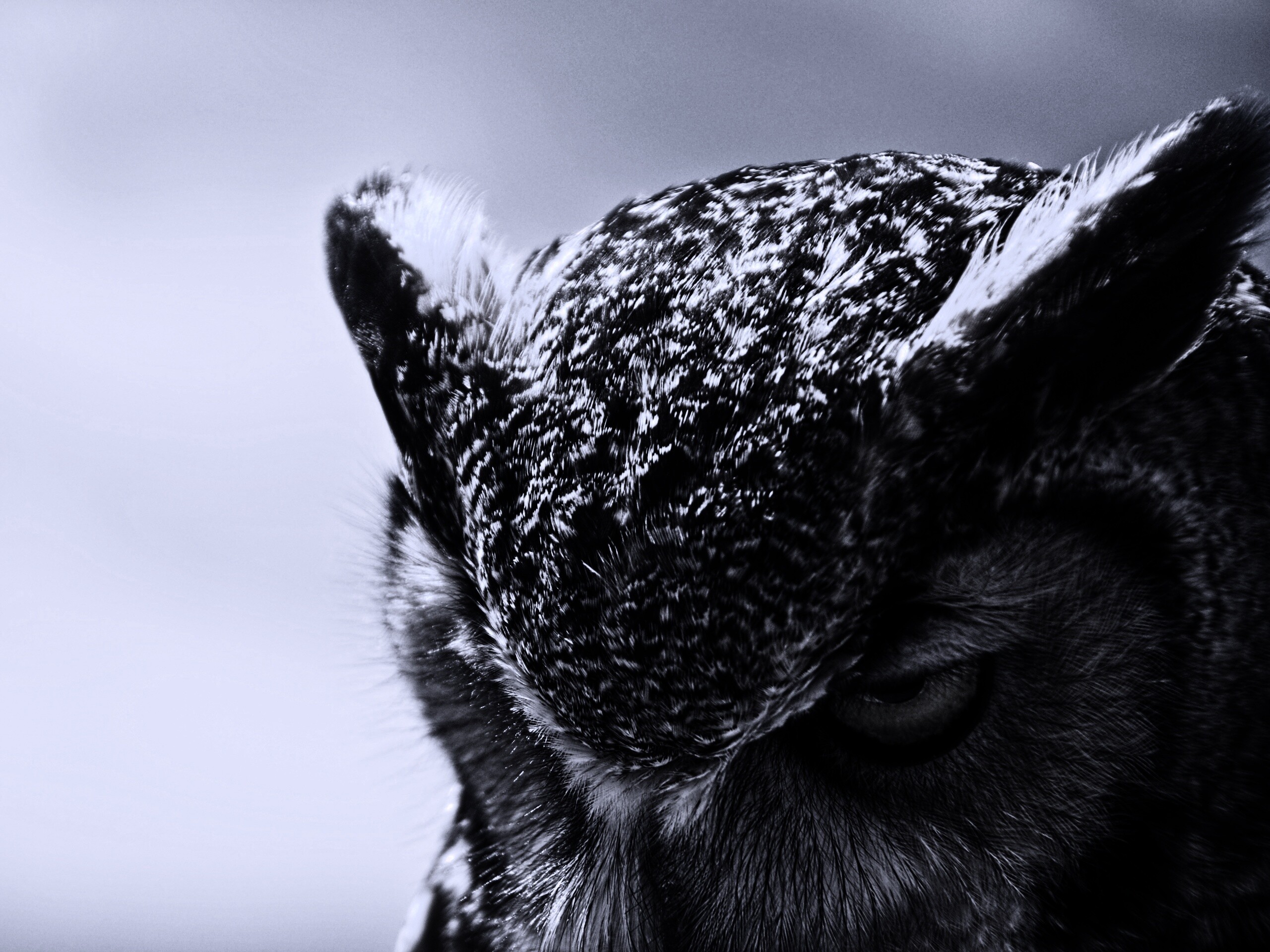 Злая сова обои