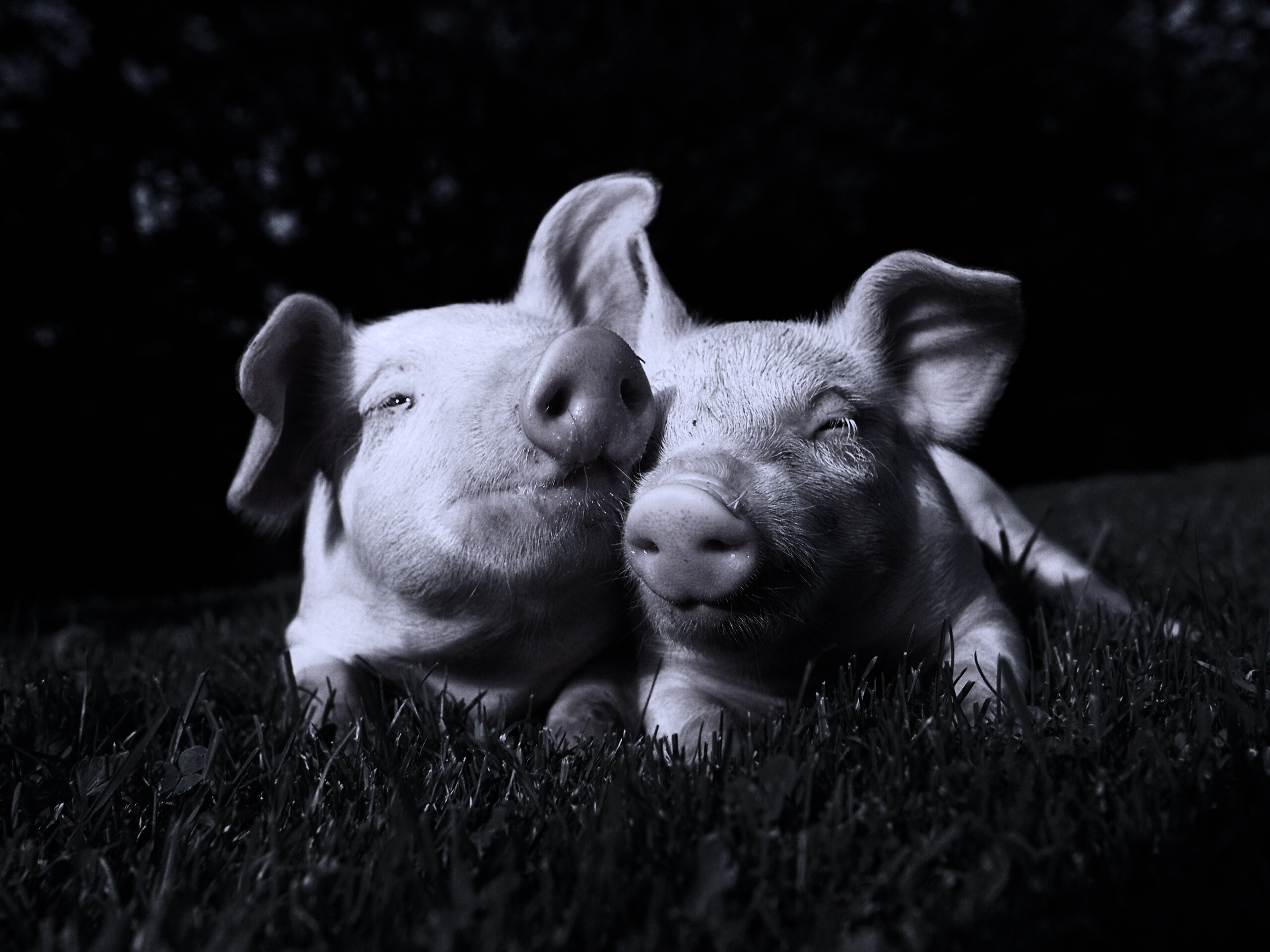 Два поросёнка обои