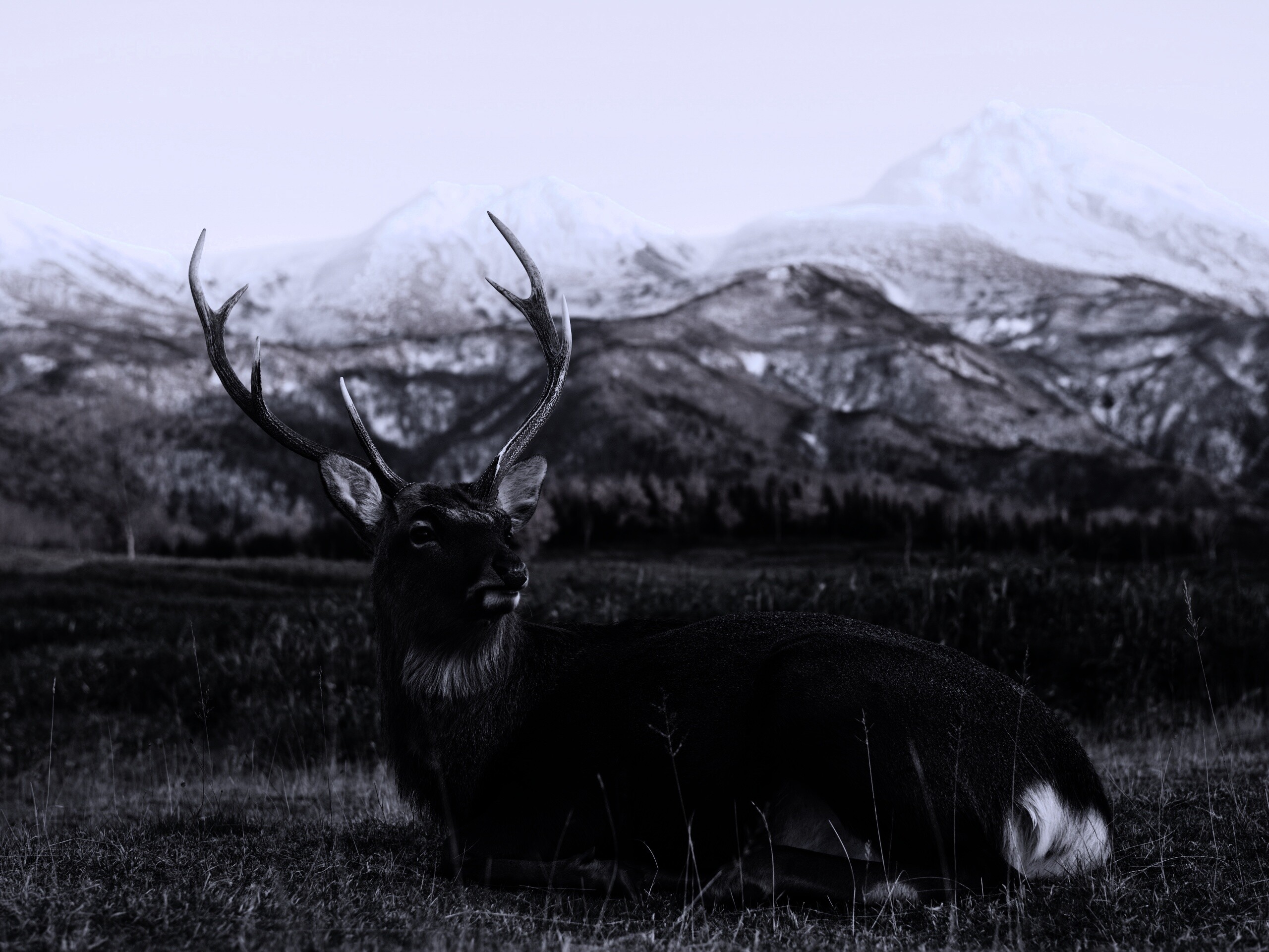 Олень отдыхает в предгорьях обои