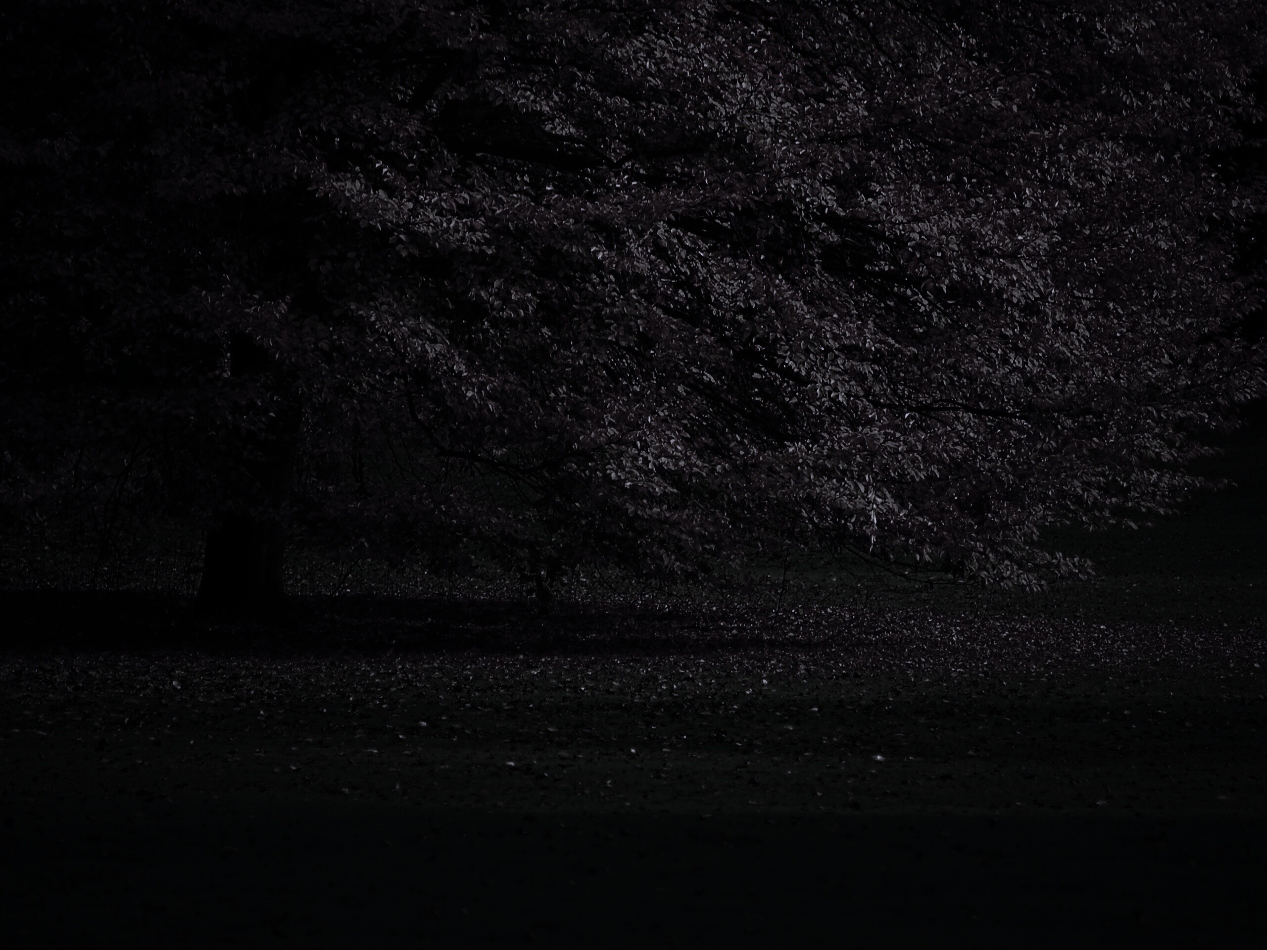 Пожелтевшее дерево с облетающей листвой обои