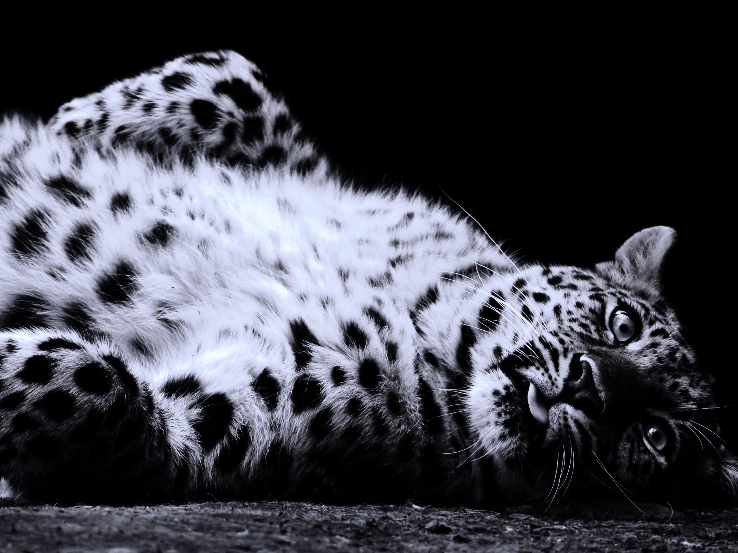 Большая пятнистая кошечка обои