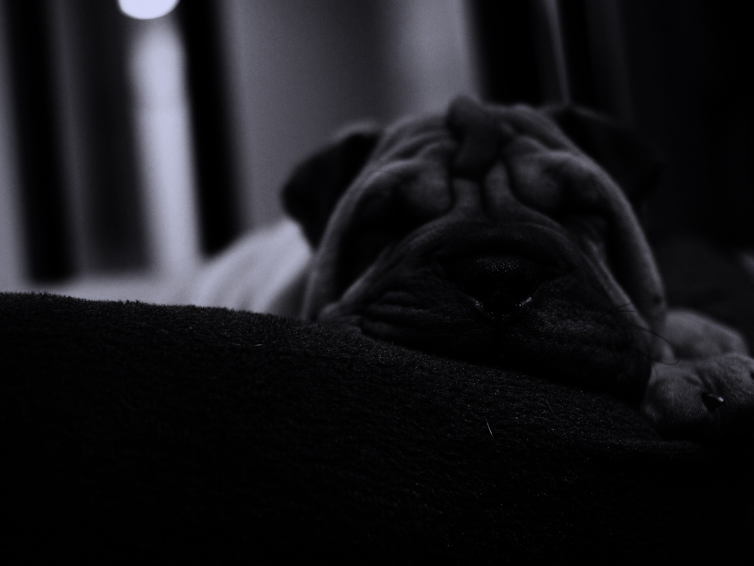 Щенок шарпея спит обои