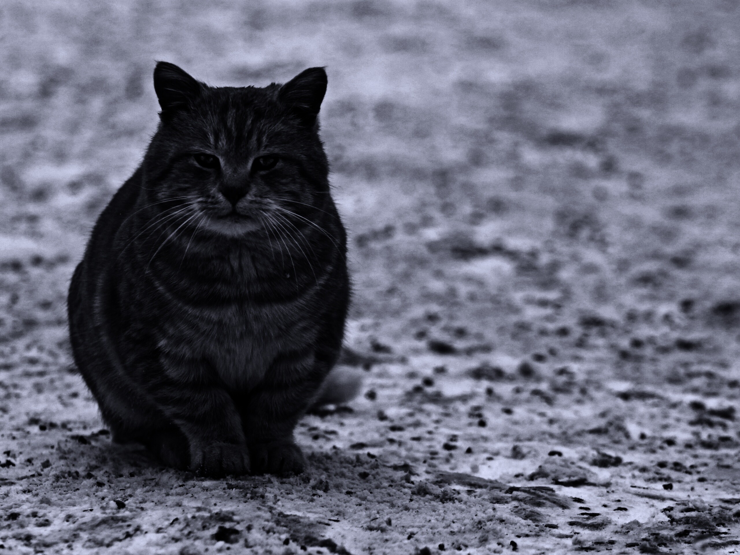 Тяжелый взгляд котэ обои