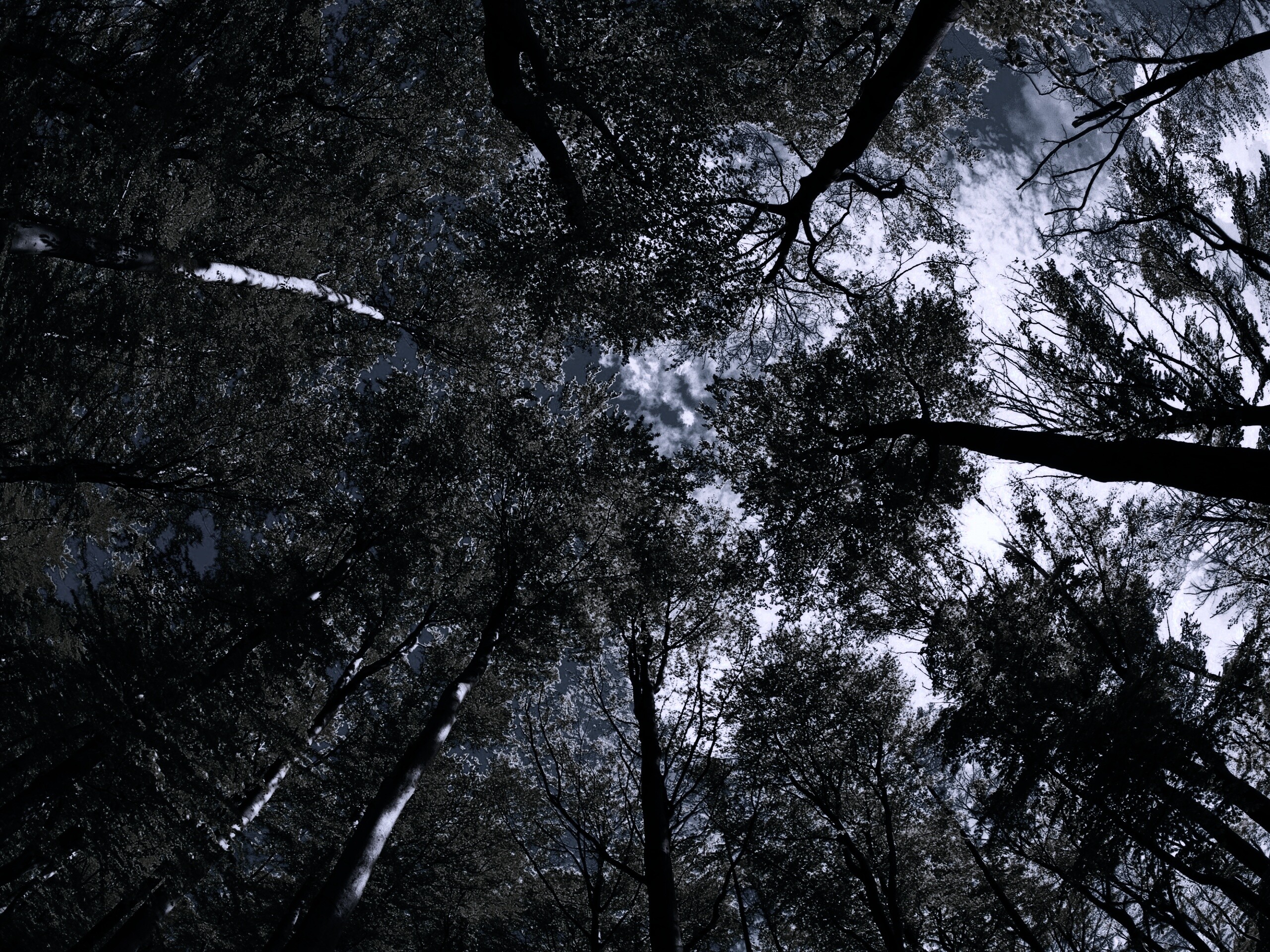 Кроны деревьев обои